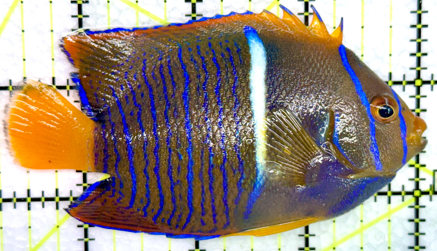 Passer King Angelfish PKA072102 WYSIWYG Size: M 3.75"