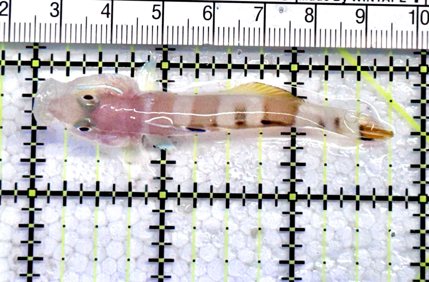 Tiger Wardi Goby TWG071201 WYSIWYG Size: M 2.75" approx