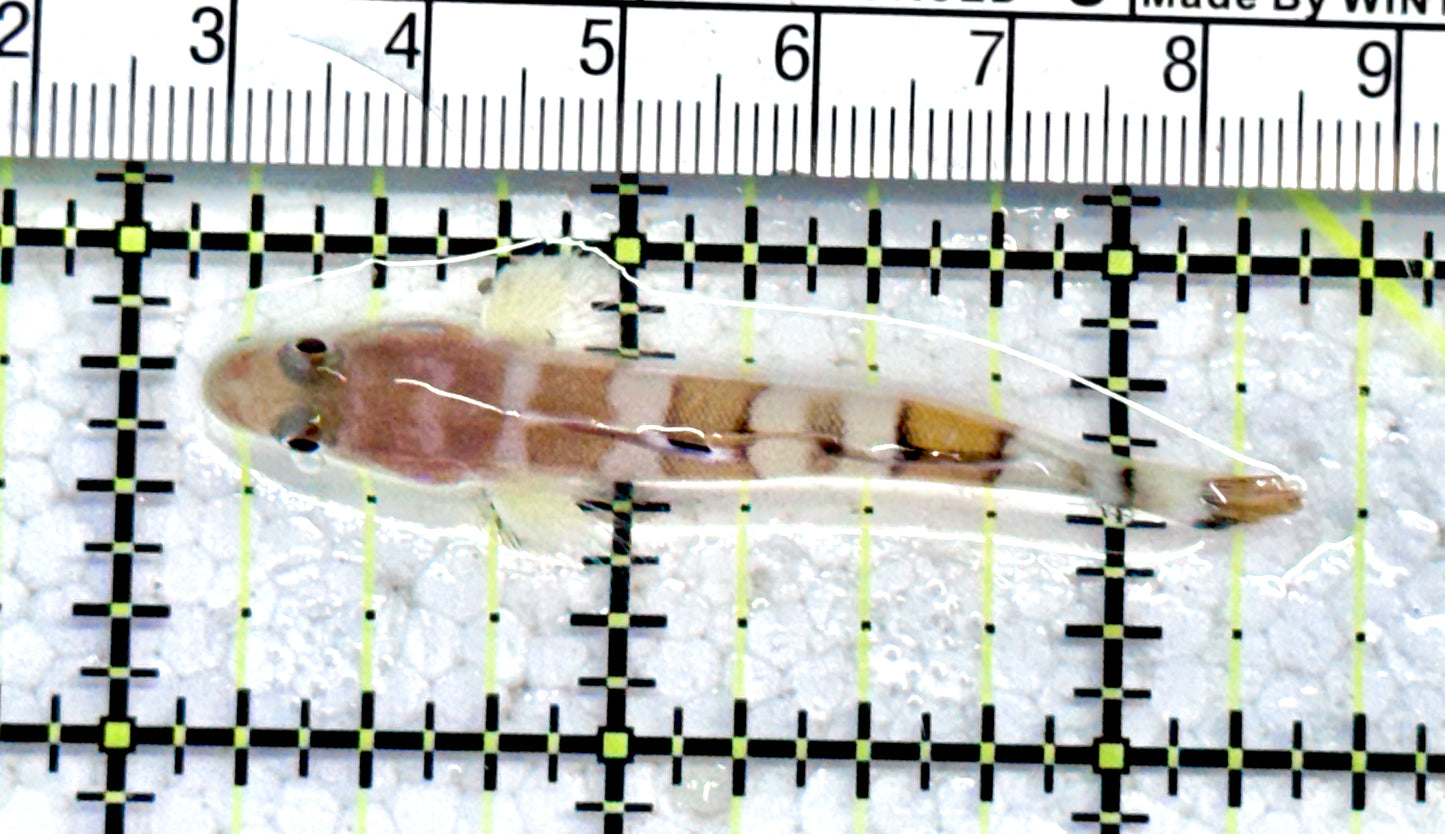 Tiger Wardi Goby TWG071202 WYSIWYG Size: M 2.25" approx