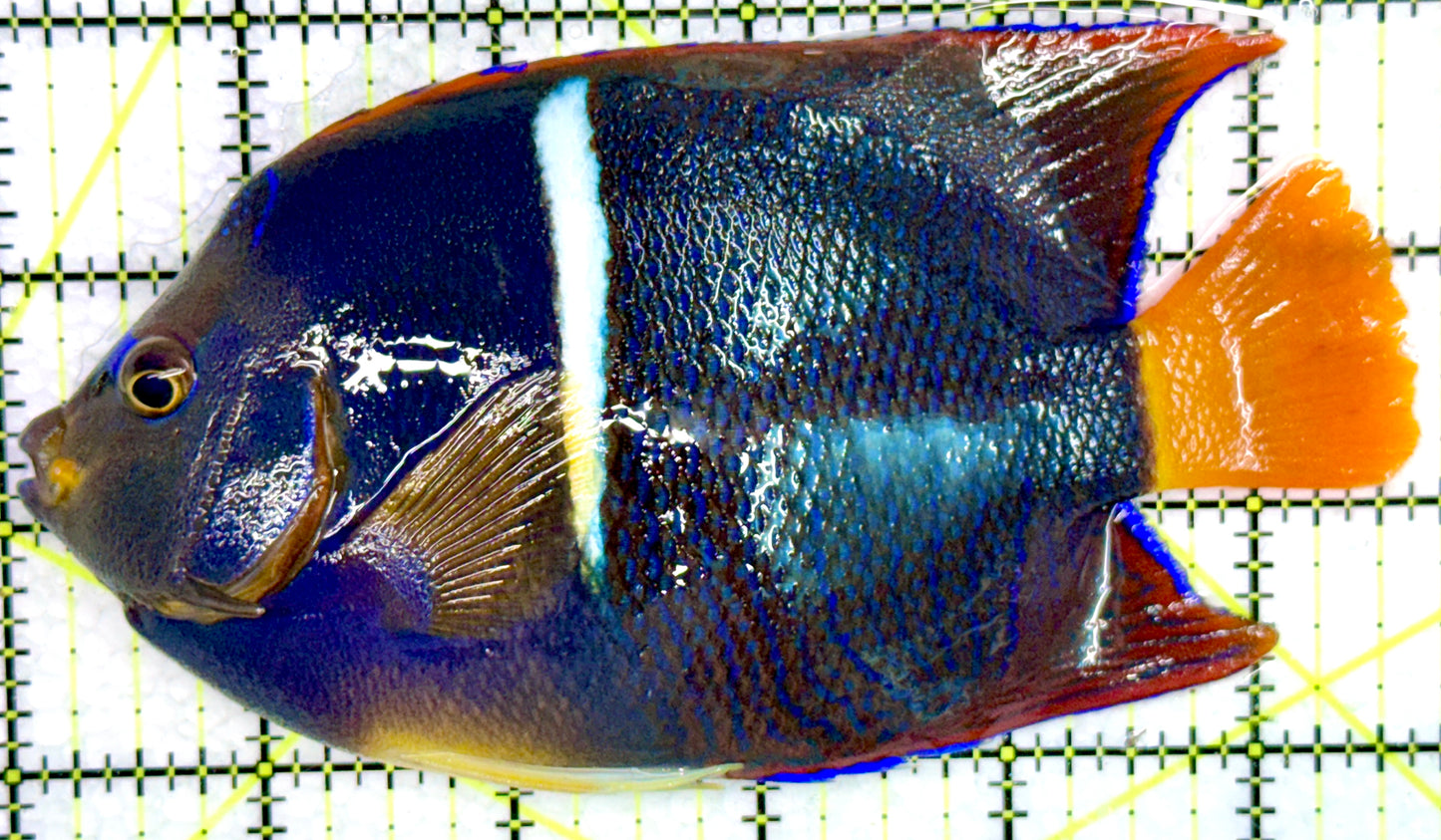 Passer King Angelfish PKA072103 WYSIWYG Size: XL 5.5"