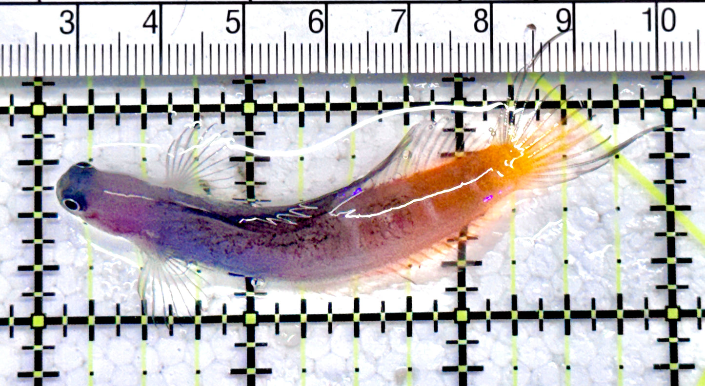 Bicolor Blenny BB071201 WYSIWYG Size: XXL/SHOW 3" approx