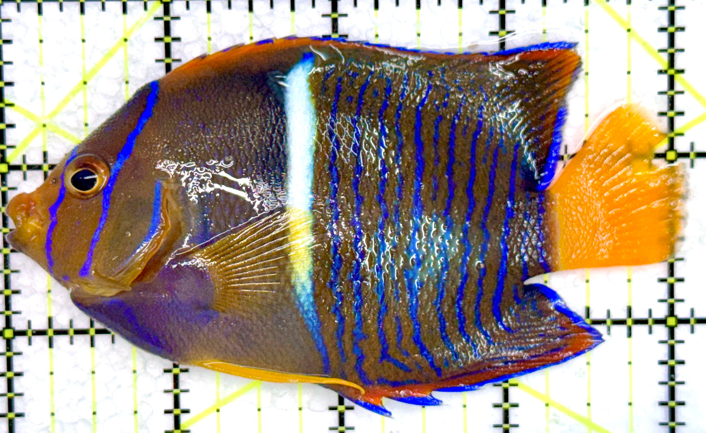 Passer King Angelfish PKA072104 WYSIWYG Size: L 4.25"
