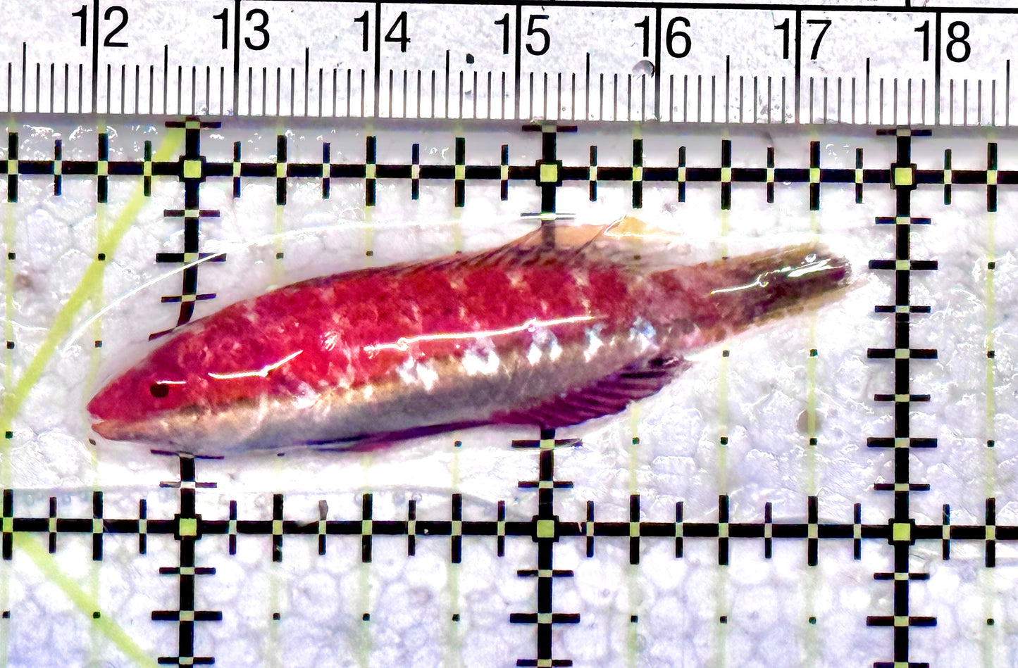 HighFin Fairy Wrasse (Maldives Special Grade) HFW071201 WYSIWYG Size: XL 2.25" approx