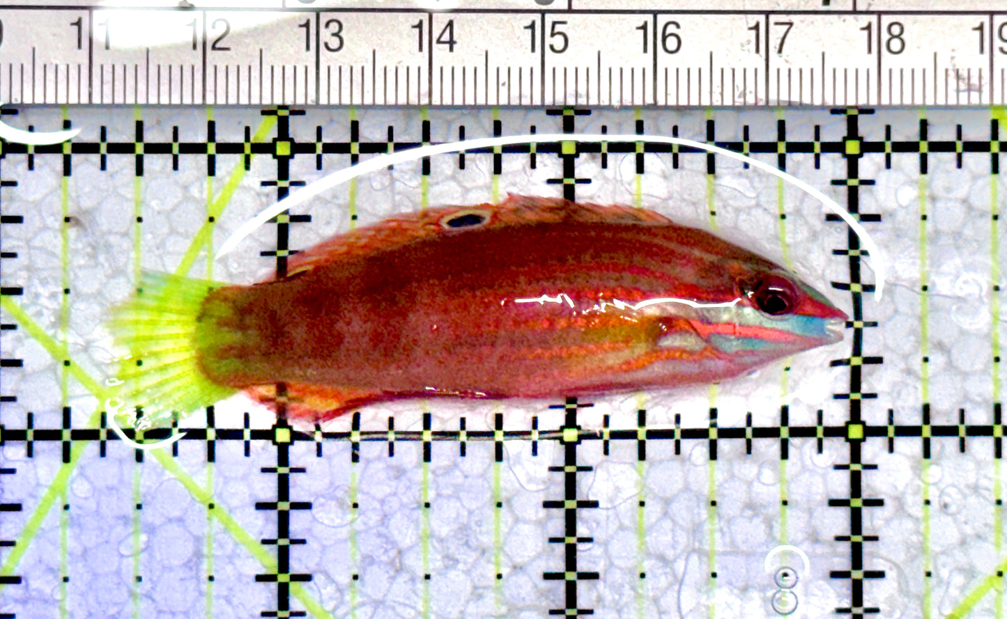 Ornate Wrasse OW071202 WYSIWYG Size: L 2.5"approx