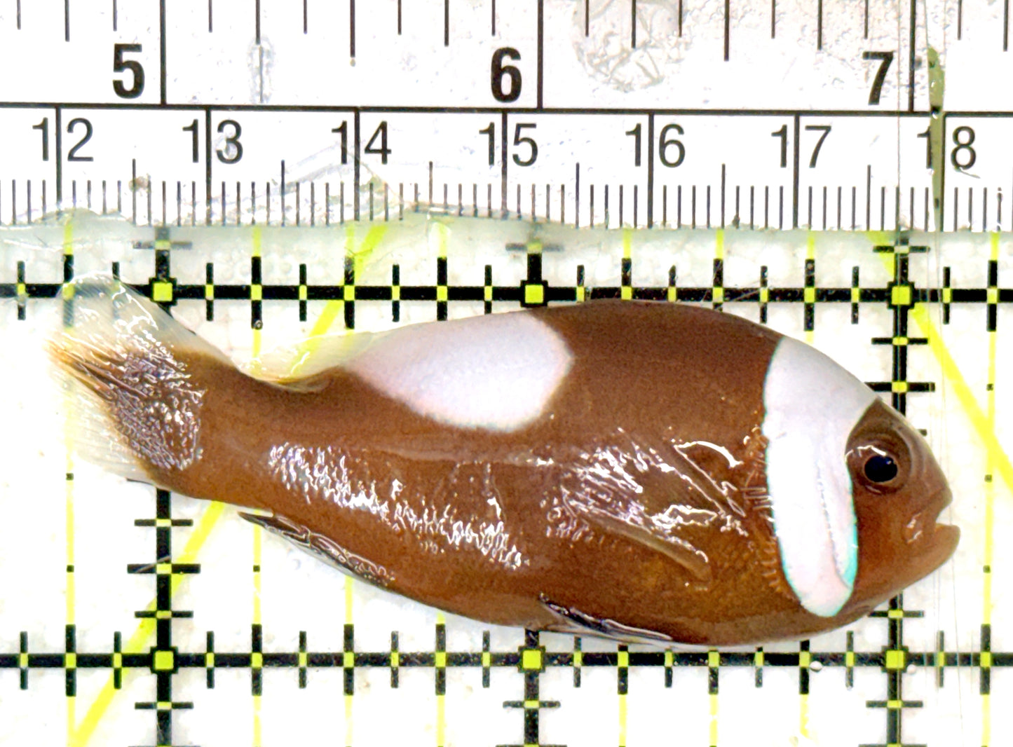 Red Saddleback Clownfish RSC052401 WYSIWYG Size: L 2.5" approx