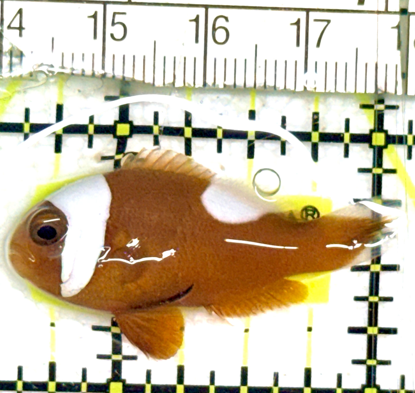 Red Saddleback Clownfish RSC052406 WYSIWYG Size: S 1.5" approx