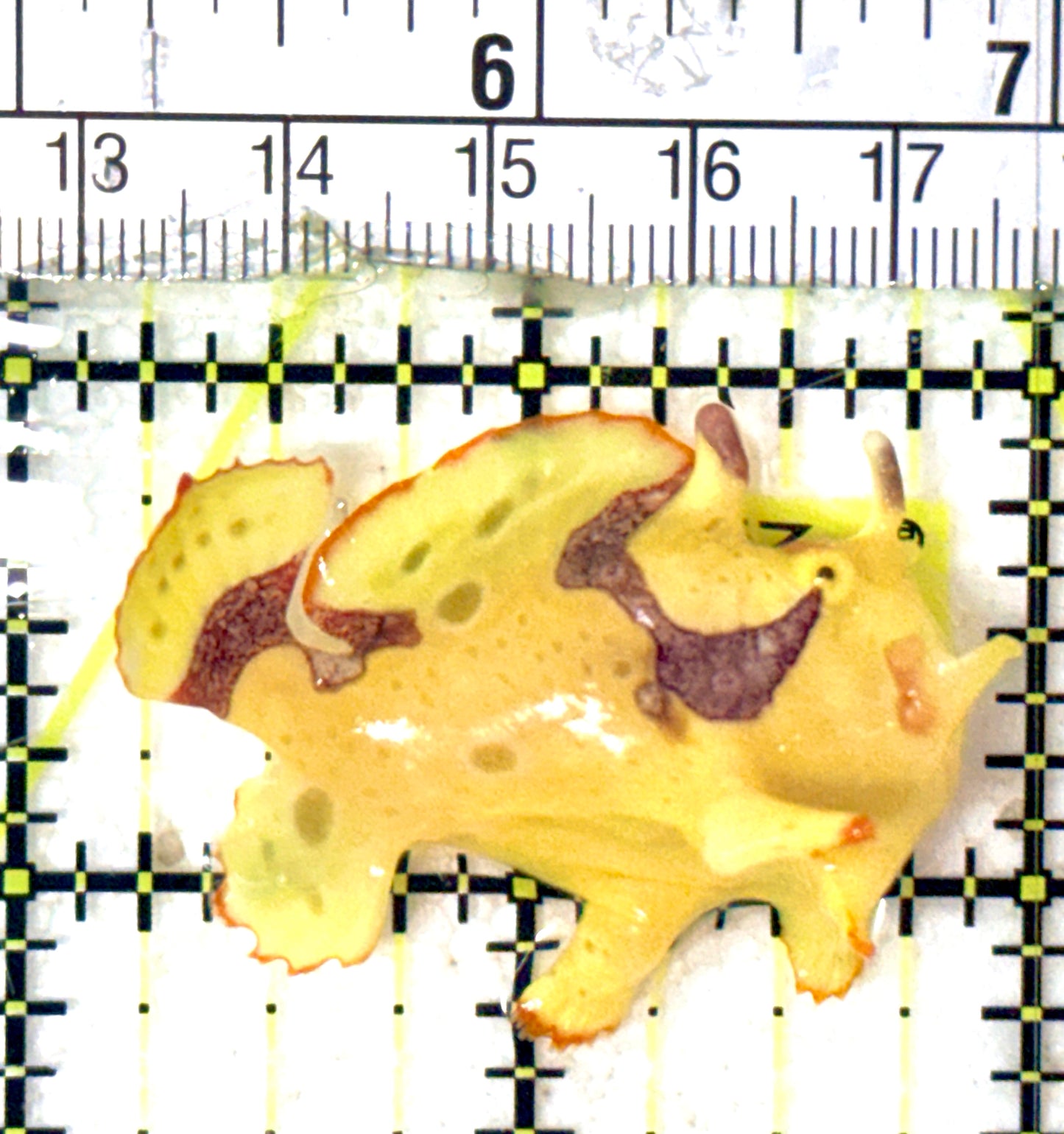 Yellow Pink Warty Angler YPWA052401 WYSIWYG Size: S 1.75" approx