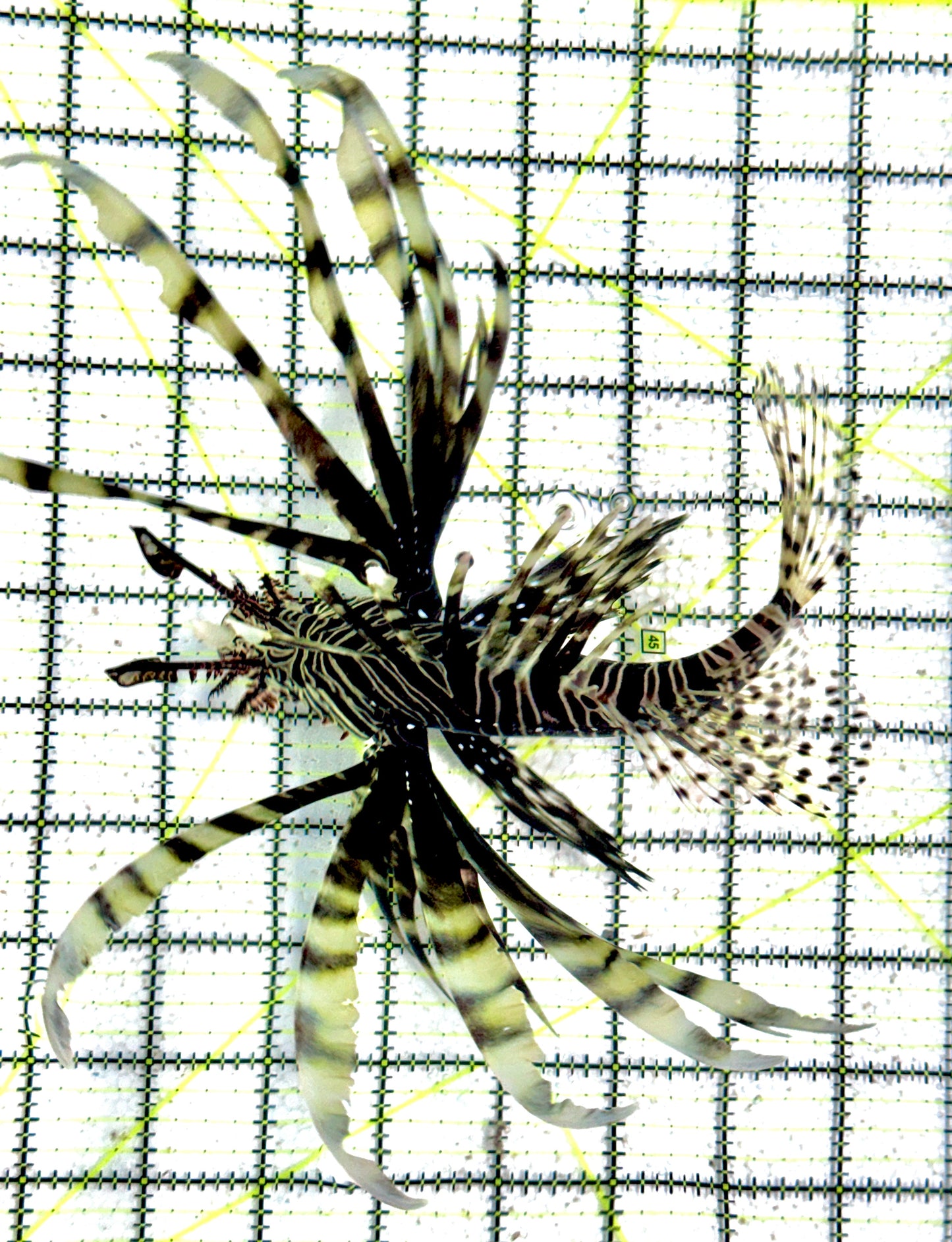 Black Volitan Lionfish BVL071201 WYSIWYG Size: XXL 8"