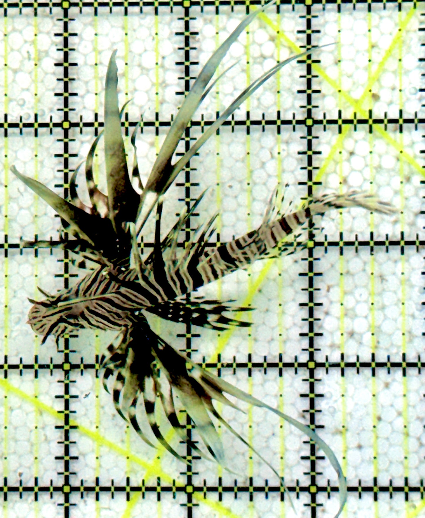Black Volitan Lionfish BVL071202 WYSIWYG Size: M 3"