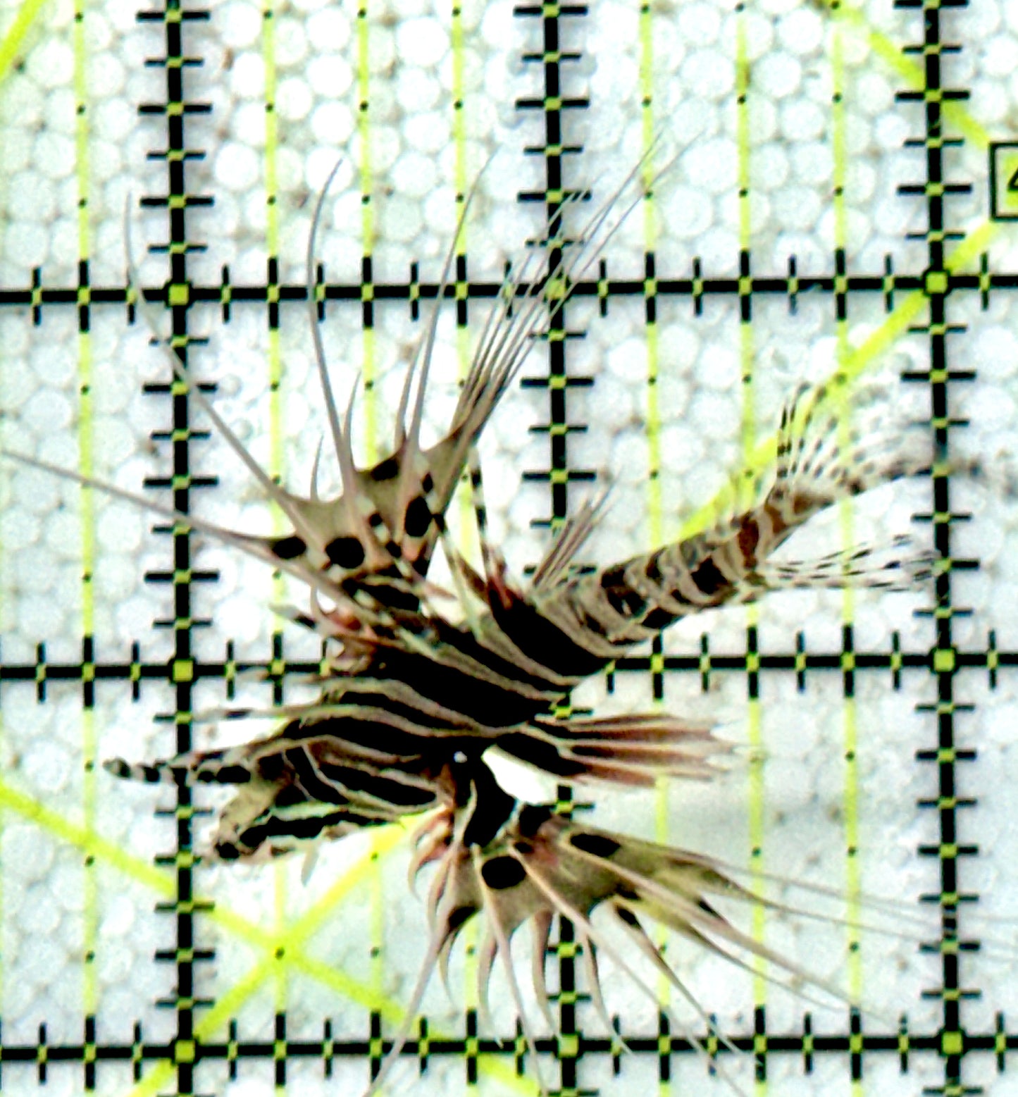 Antennata Lionfish AL071201 WYSIWYG Size: S 2"