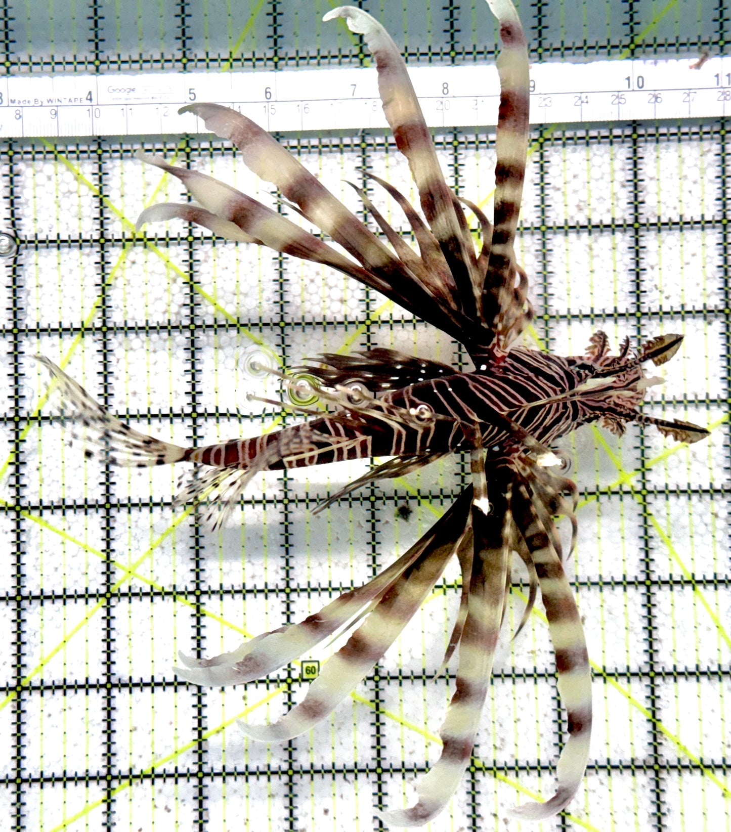 Red Volitan Lionfish RVL071201 WYSIWYG Size: XXL 7.5"