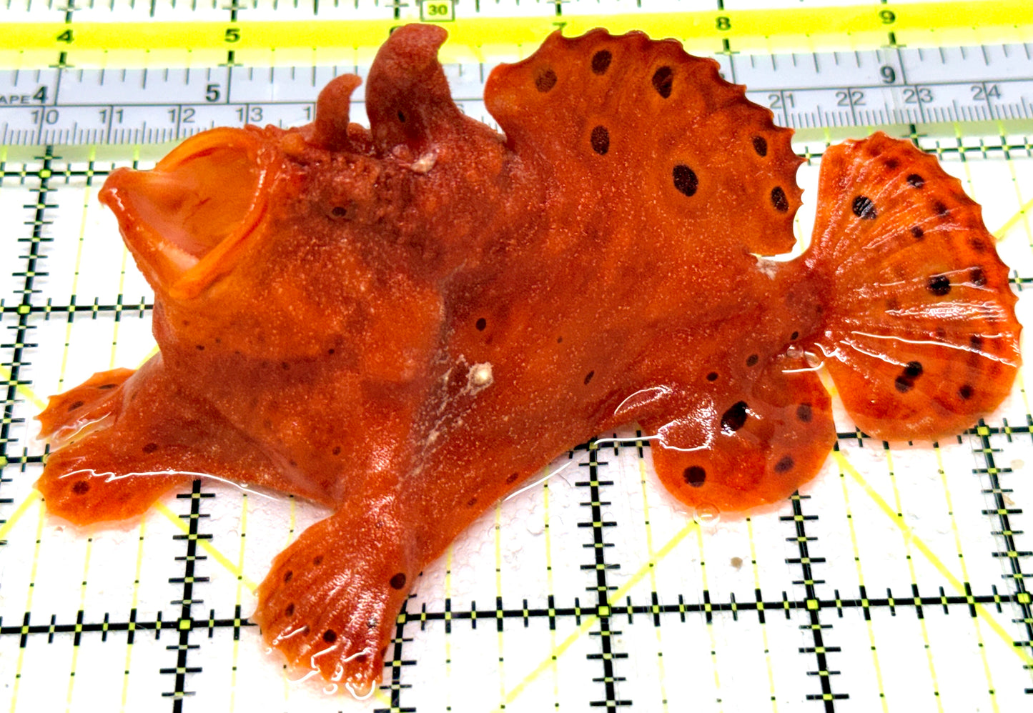 Red Warty Angler RWA052401 WYSIWYG Size: XXL 5.25" approx