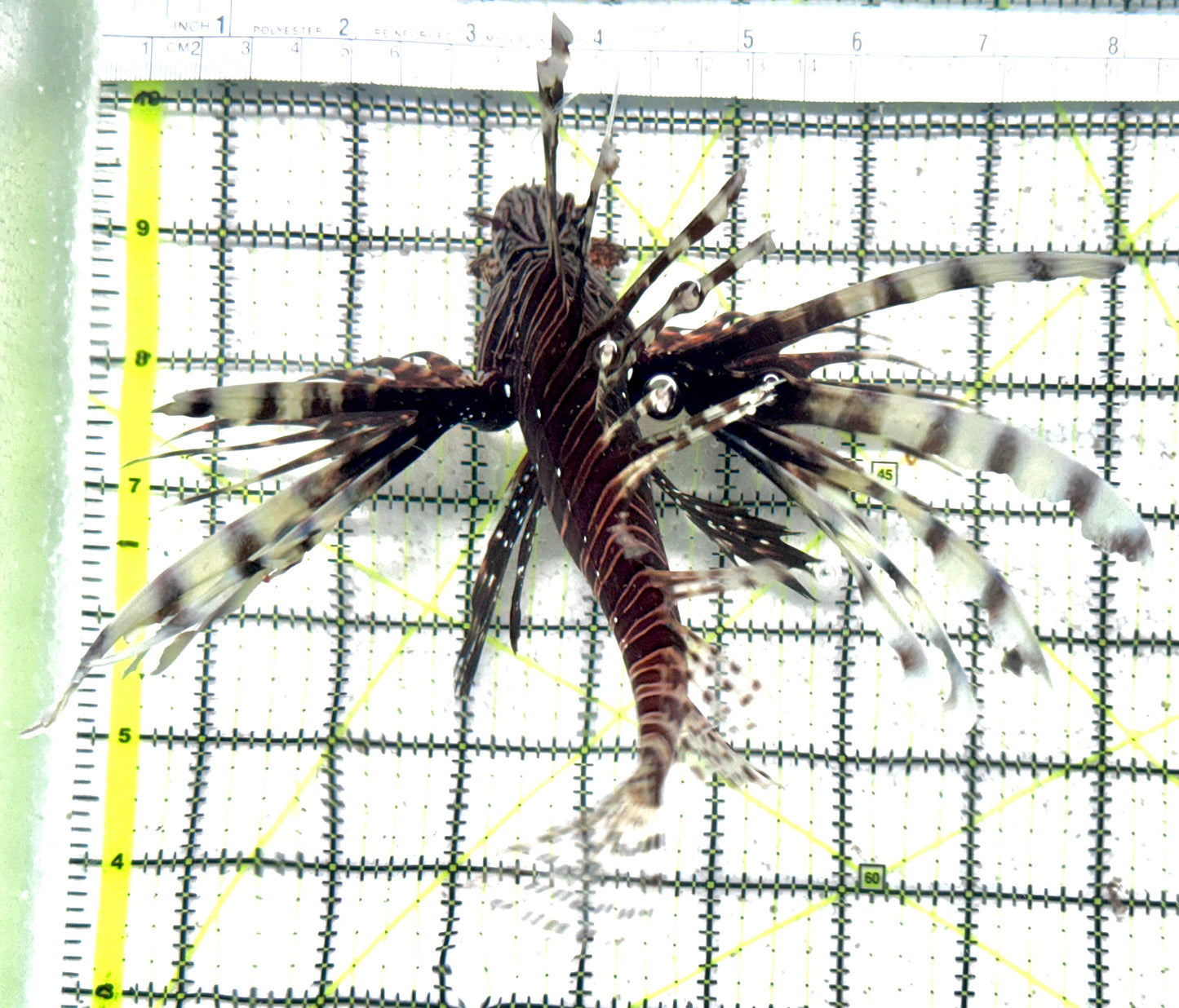 Red Volitan Lionfish RVL071202 WYSIWYG Size: XL 6"
