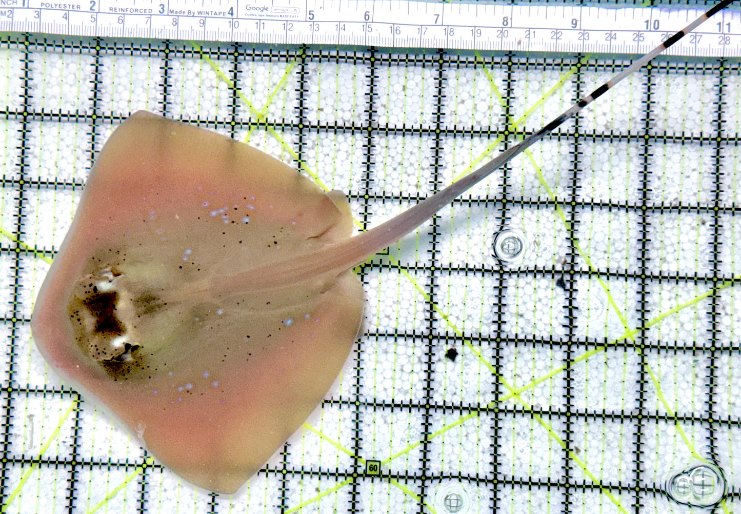 Kuhl's Masked Blue Spotted Sting Ray (Triangular Body Shape) KMBSSR071201 WYSIWYG Size: M 11"