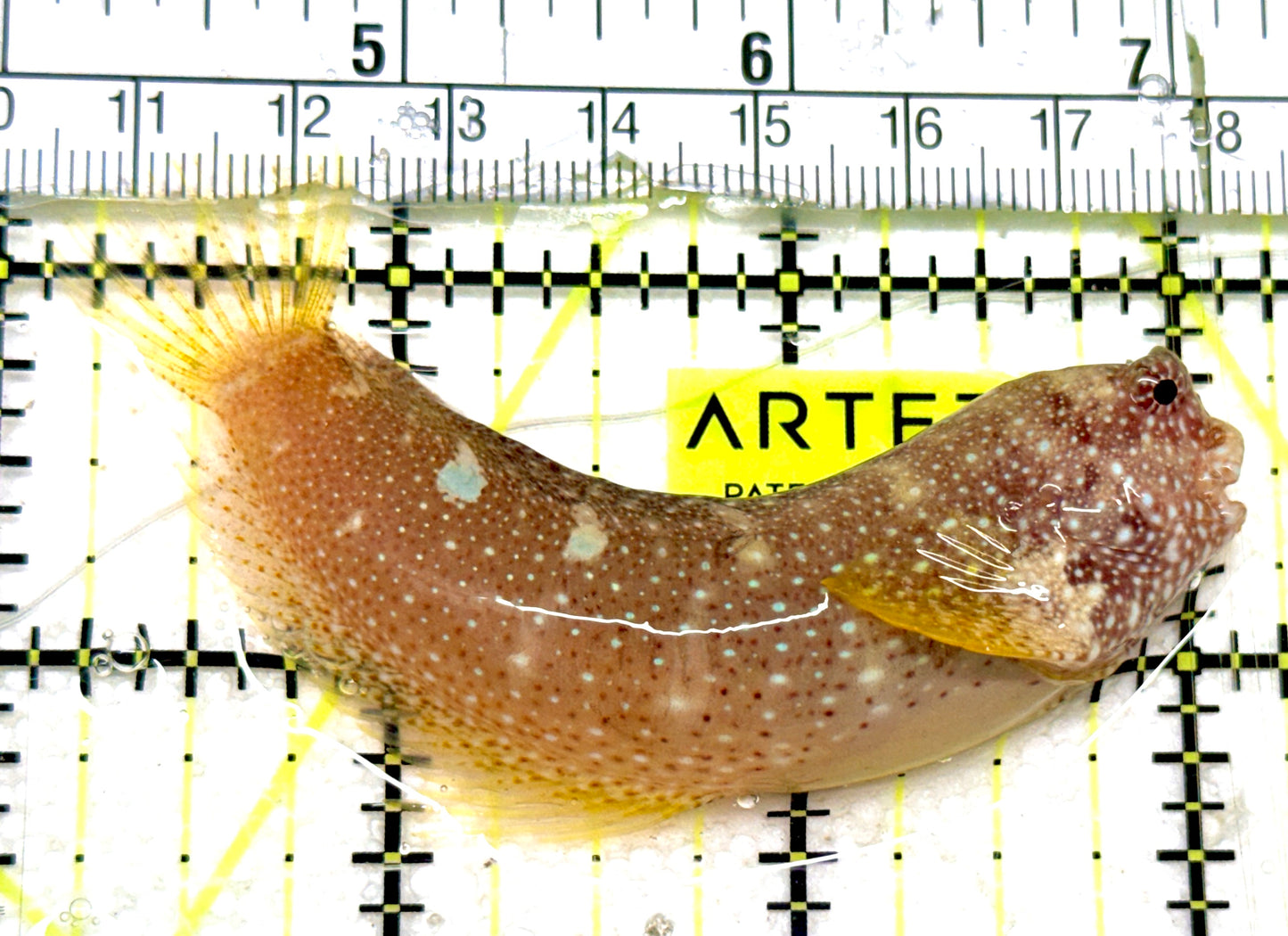 Starry Blenny SB052401 WYSIWYG Size: M 3" approx