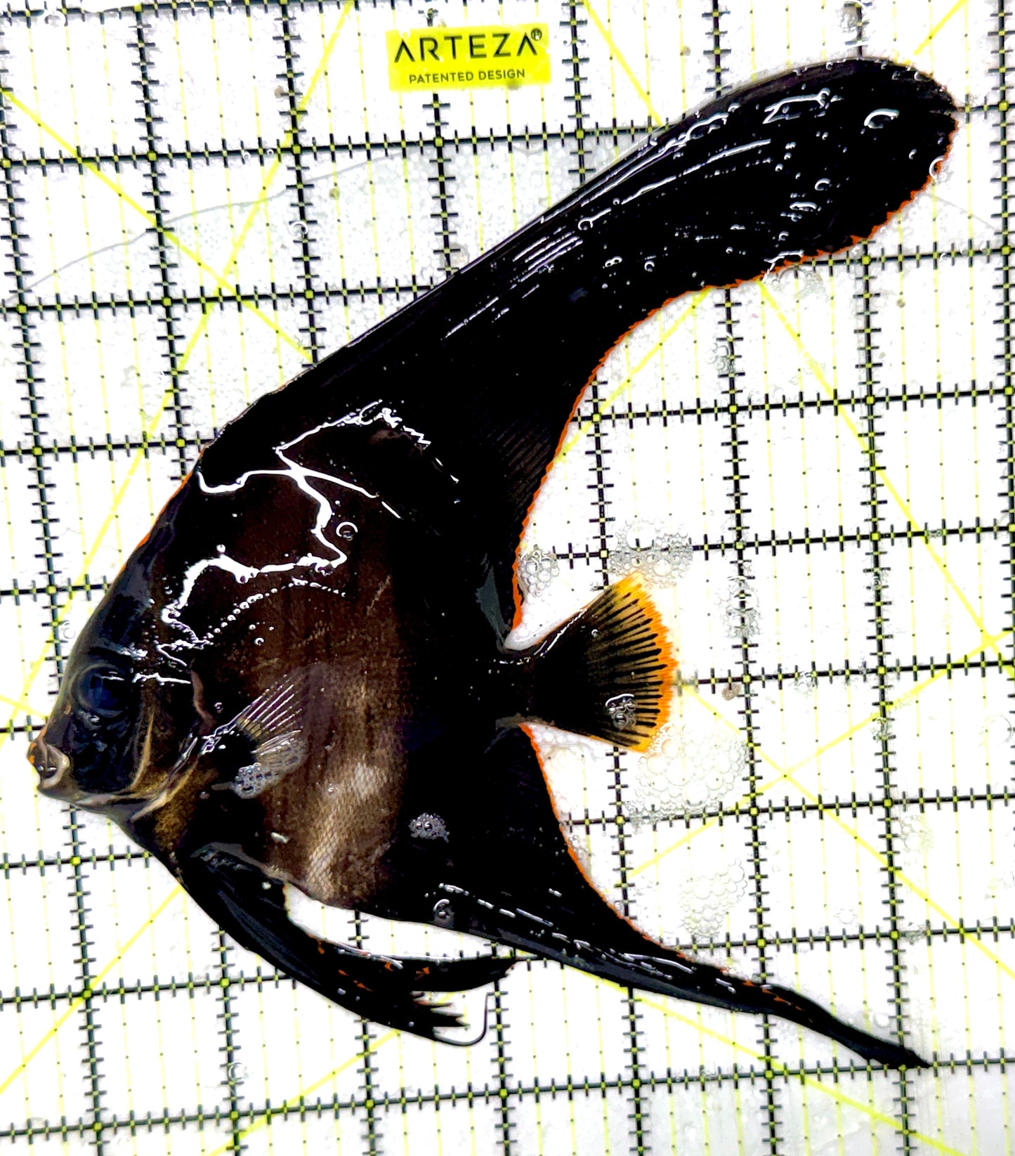 Pinnate Batfish PB052401 WYSIWYG Size: XXL/SHOW 7.25" approx