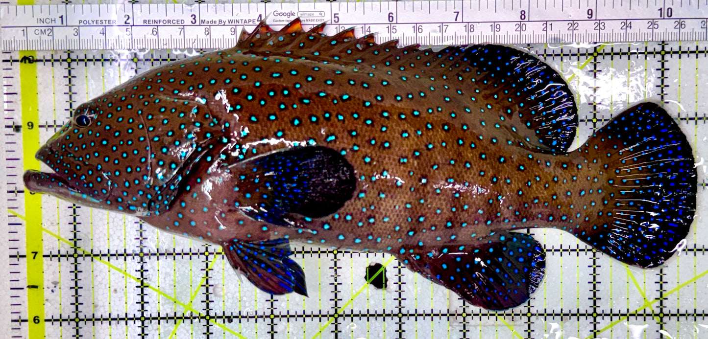 Argus Grouper AG071201 WYSIWYG Size: XL 10.25"