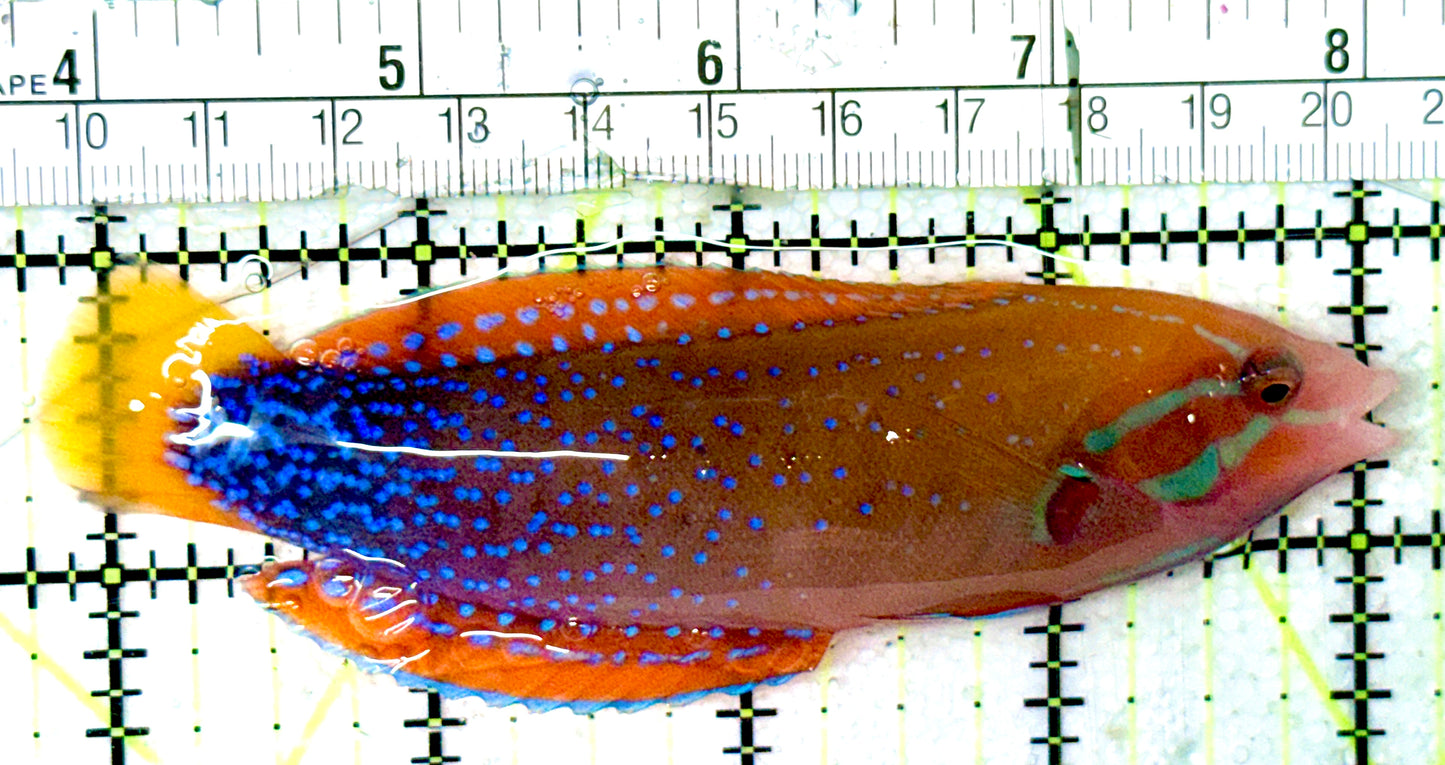 African Red Clown Coris Wrasse Adult ARCW052401 WYSIWYG Size: M 4.5"