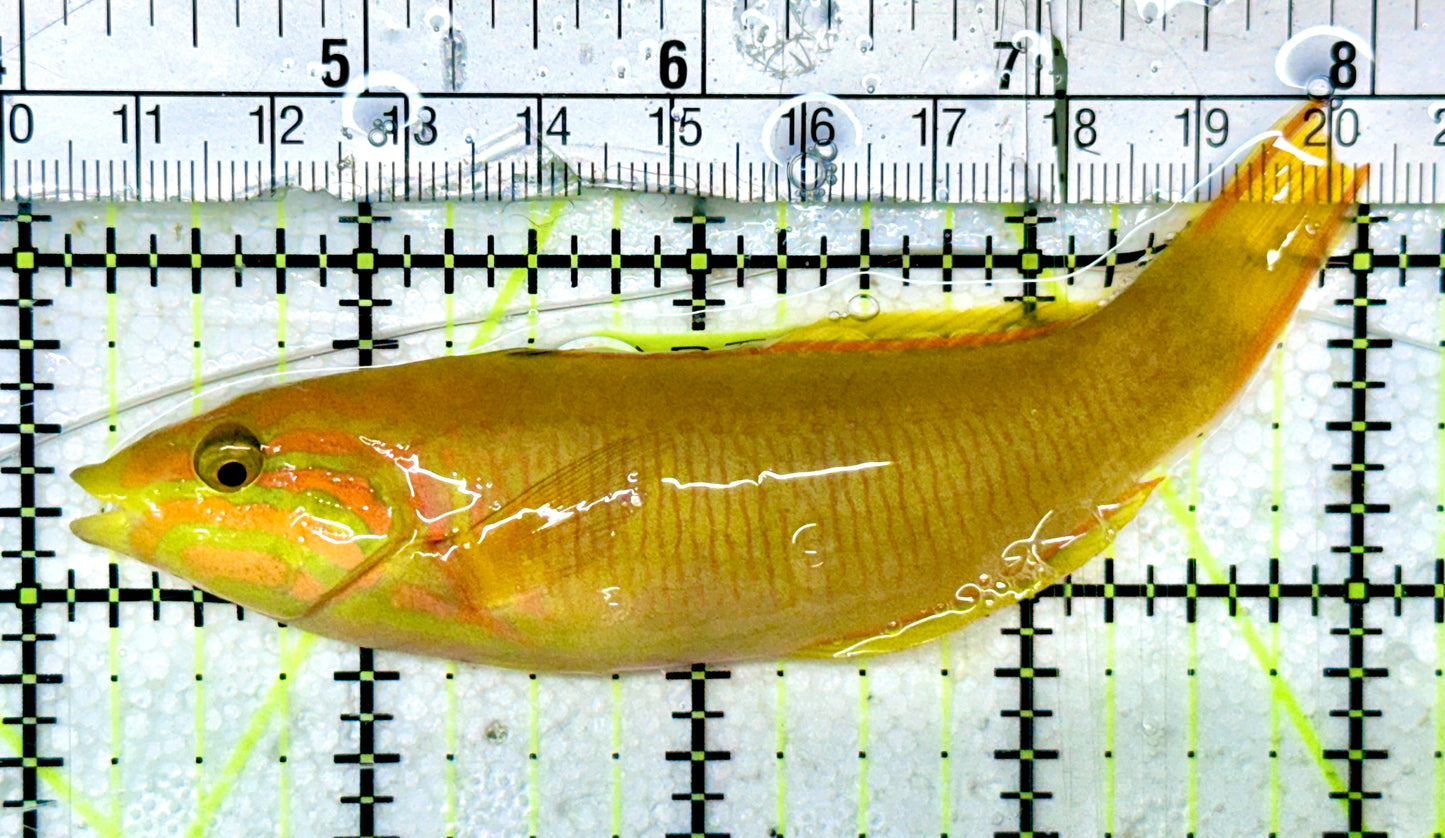 Yellow Banana Wrasse YBW052401 WYSIWYG Size: M 4"