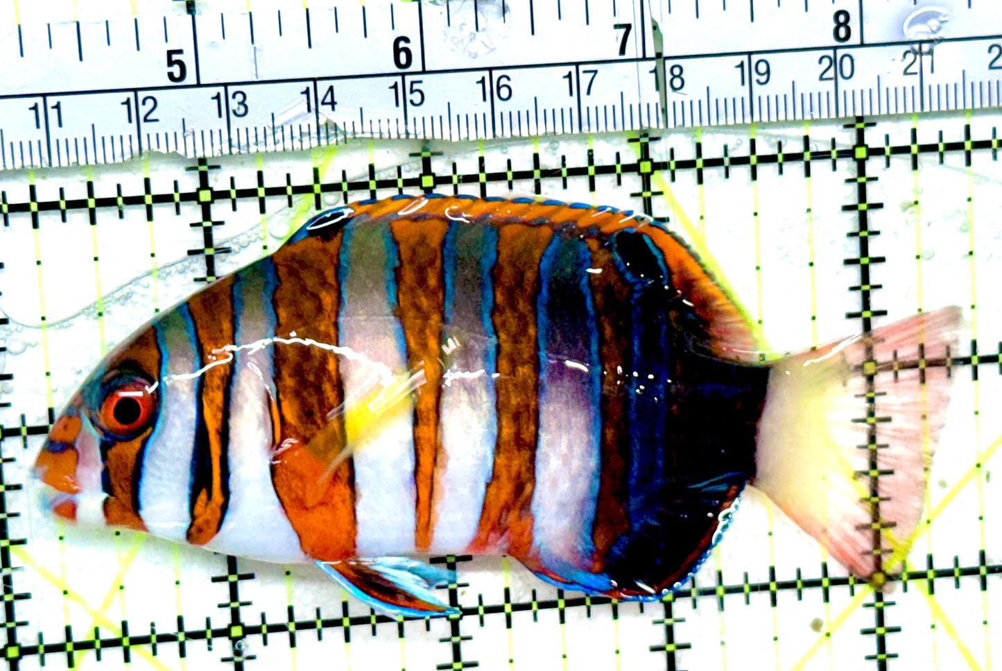 Harlequin Tuskfish HT052402 WYSIWYG Size: L 4.25"