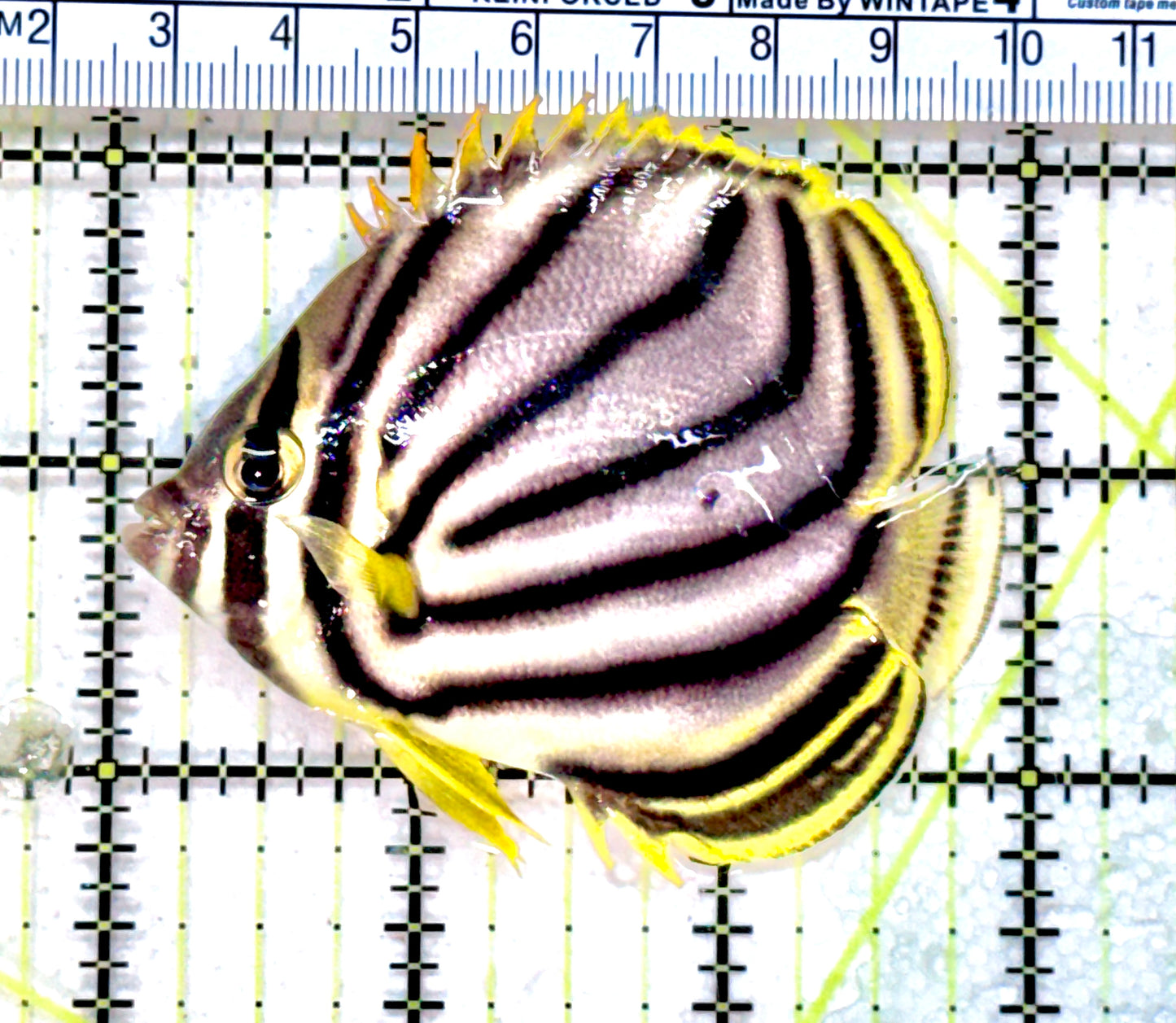 Meyer's Butterflyfish MB071801 WYSIWYG Size: M 3" approx