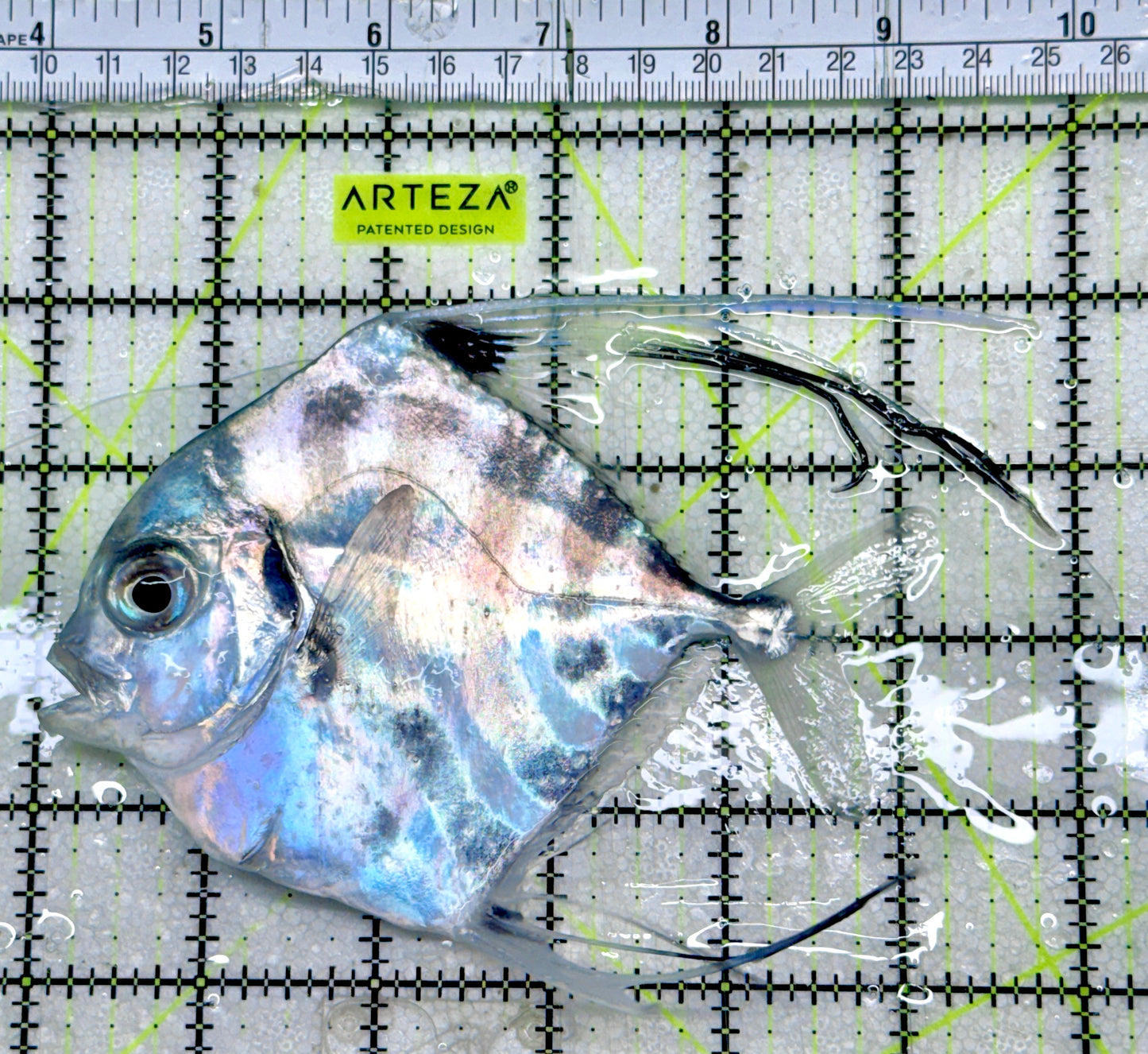 Threadfin Trevally TT052801 WYSIWYG Size: XL 5.25"
