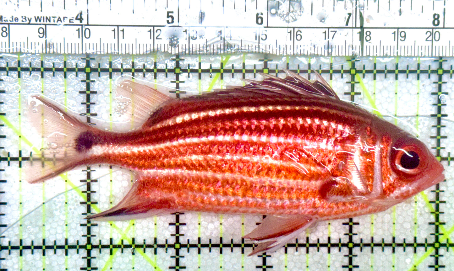 Striped Squirrelfish SS052401 WYSIWYG Size: L 4.75"
