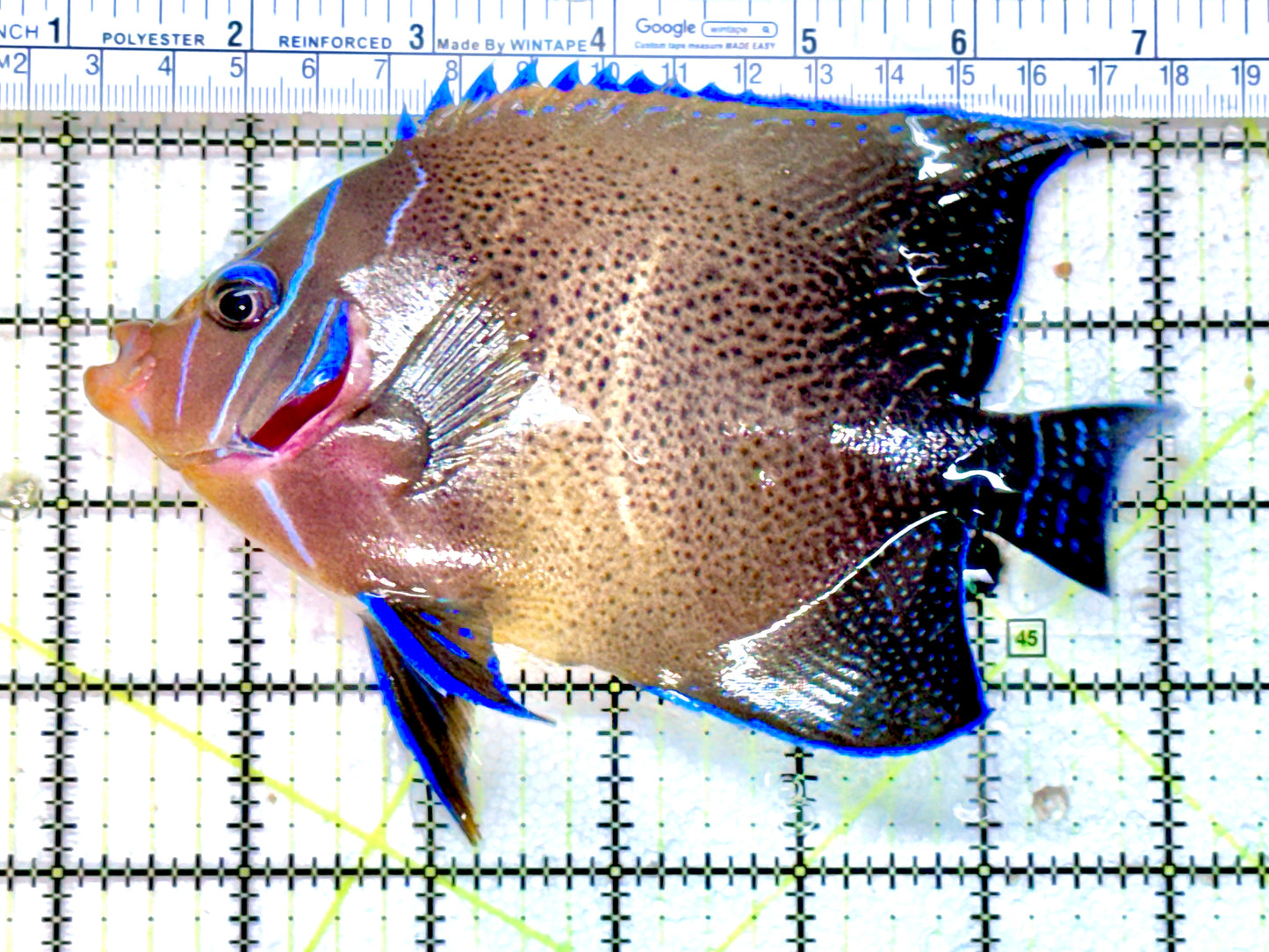 Koran Angelfish Adult KAA071801 WYSIWYG Size: L 6" approx