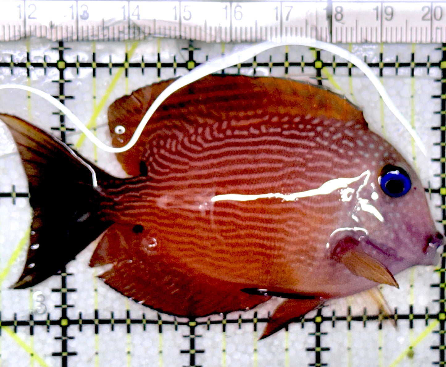 Blue Eye Kole Tang BEKT052402 WYSIWYG Size: ML 3.25"approx