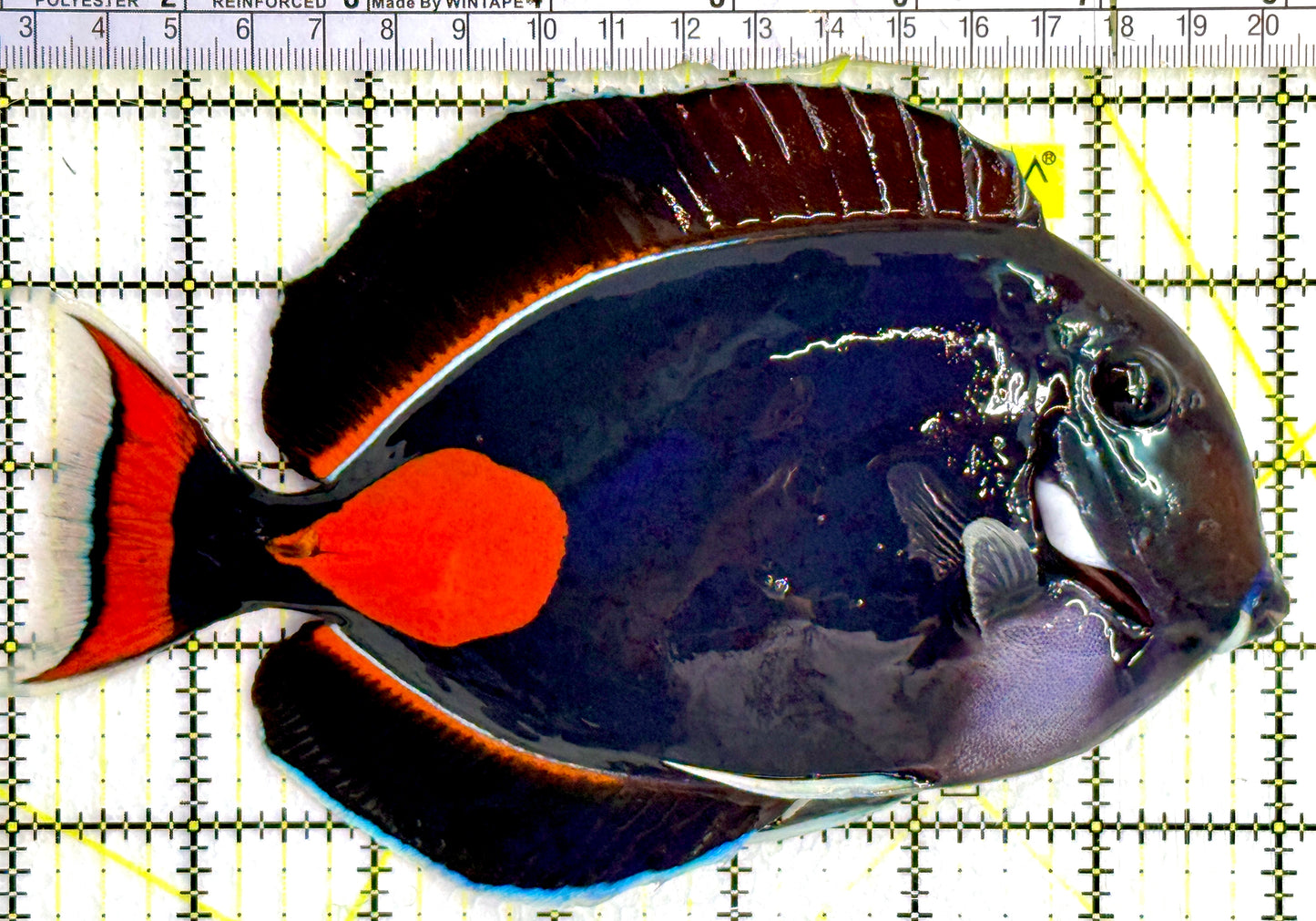 Achilles Tang AT080201 WYSIWYG Size: XXL/Show 7"