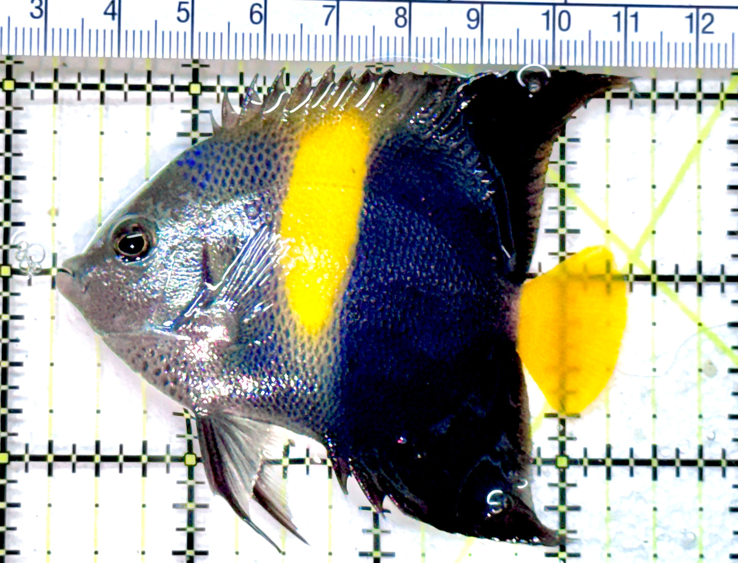 Asfur Angelfish AA071801 WYSIWYG Size M: 3.25" approx