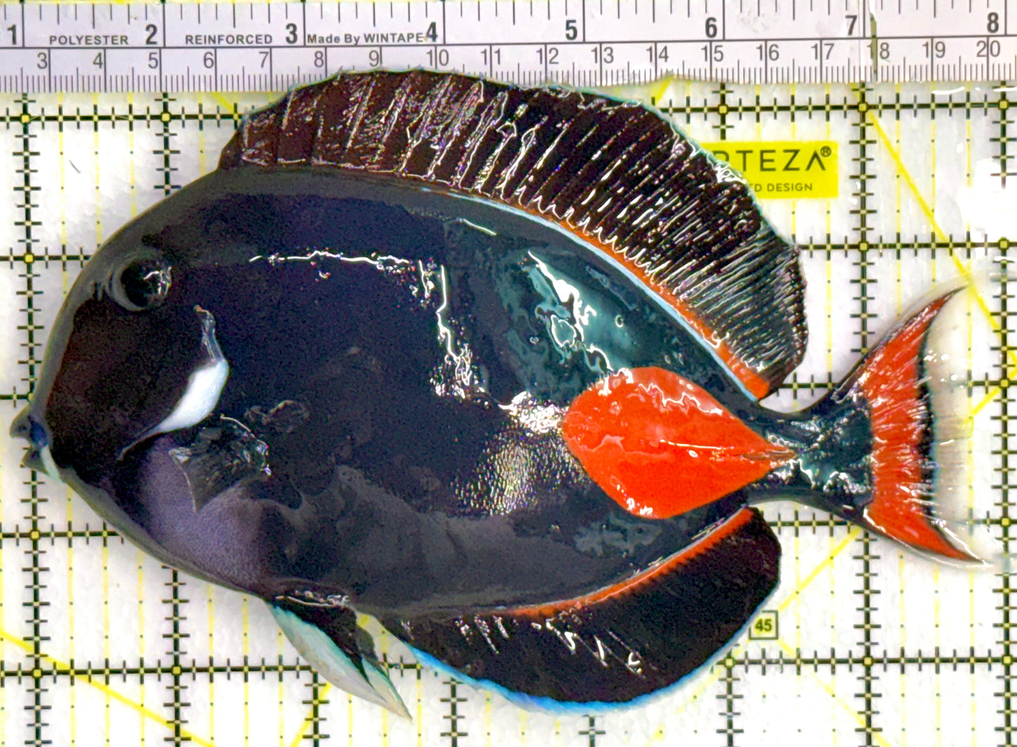 Achilles Tang AT080201 WYSIWYG Size: XXL/Show 7"