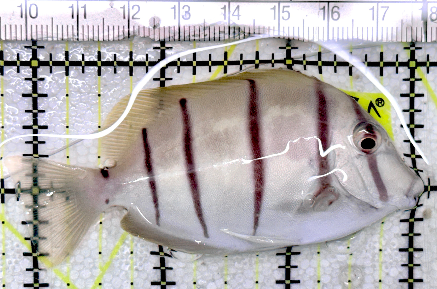 Convict Tang CT052401 WYSIWYG Size: XL 3.25 approx