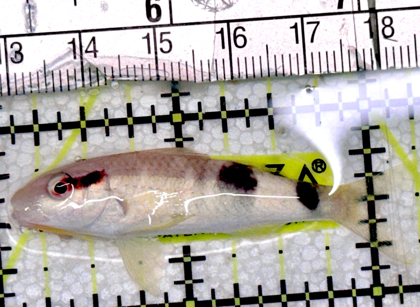 Goatfish G052901 WYSIWYG Size: M 2.25" approx
