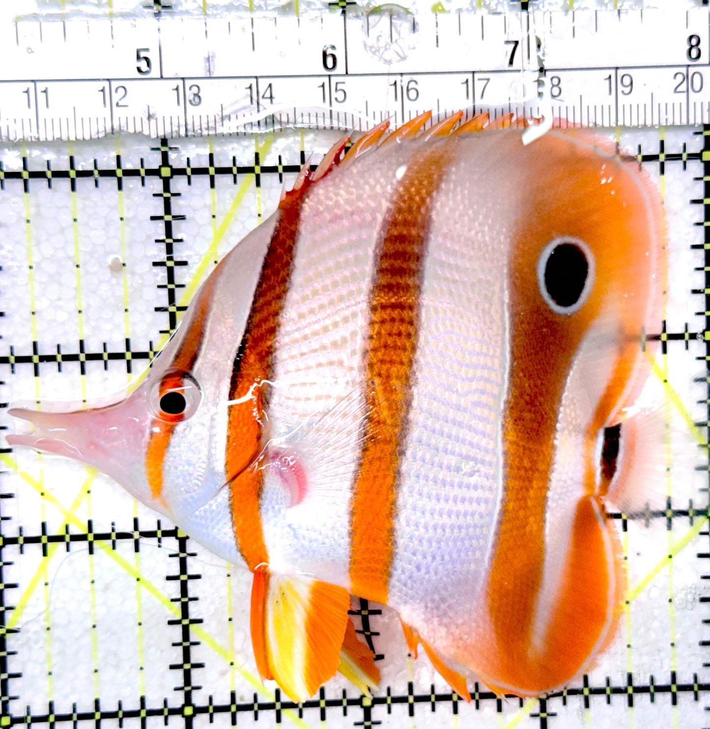 Copperband Butterflyfish CB052401 WYSIWYG Size: L 4"approx