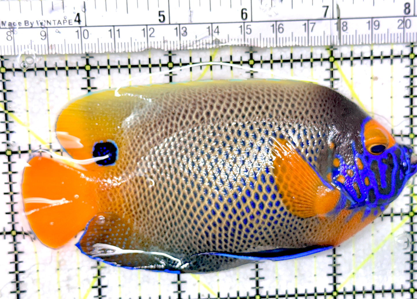 Blueface Angelfish Adult (Sumatra Vibrant Colors) BAA052401 WYSIWYG Size: L 4.75 approx