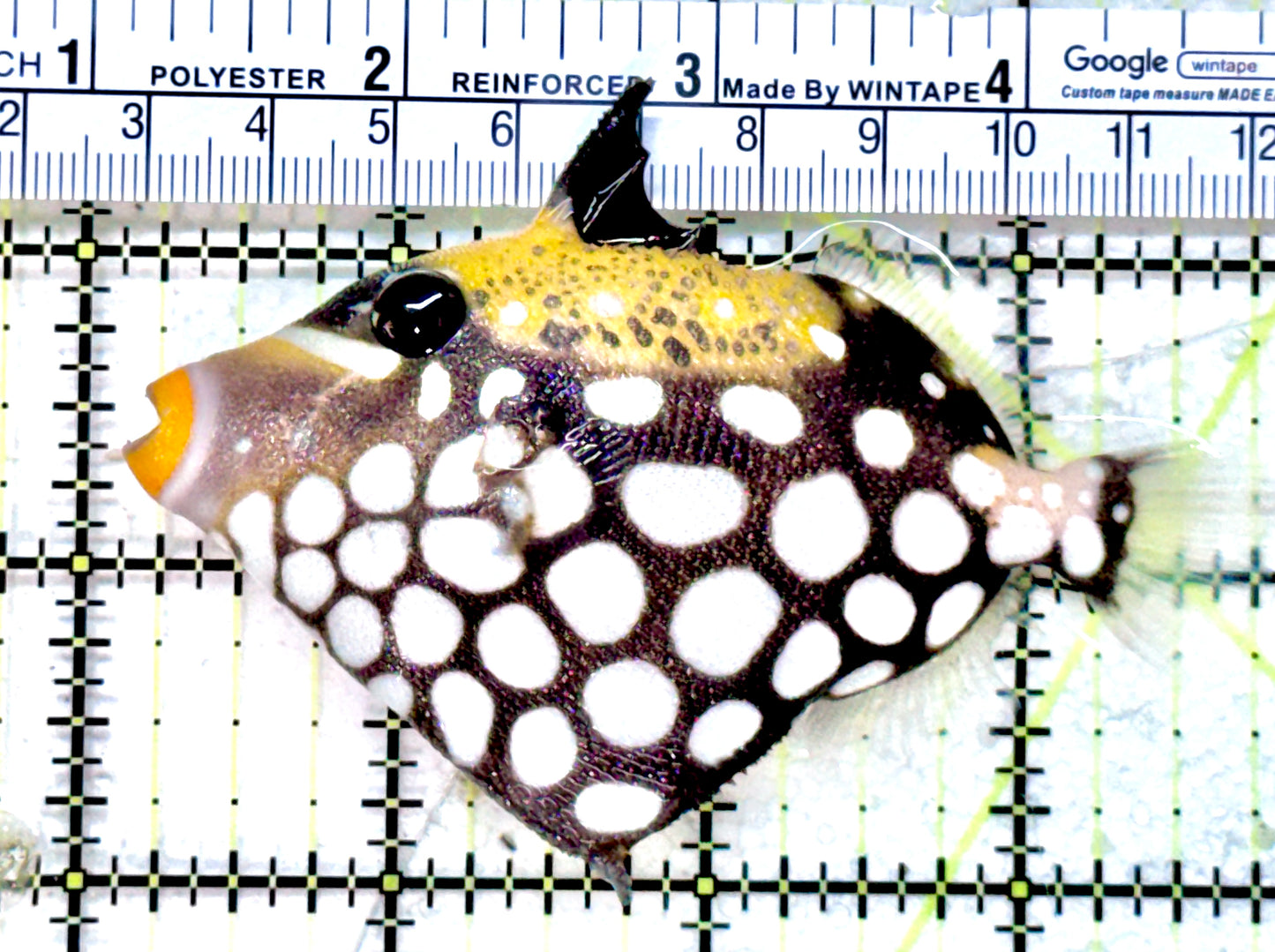 Clown Triggerfish CT071801 WYSIWYG Size: M 3.75" approx