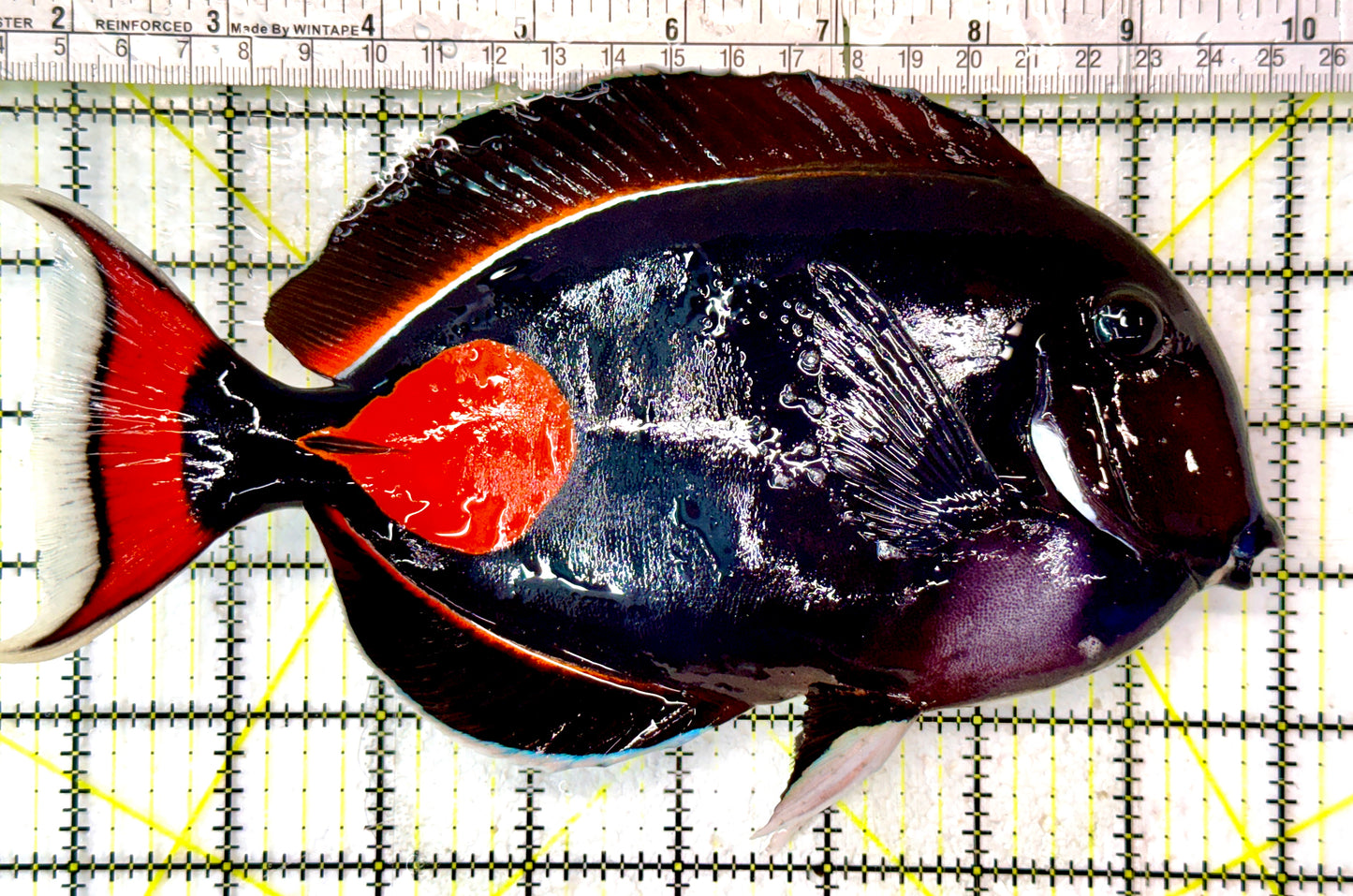 Achilles Tang AT062901 WYSIWYG Size: XXL/Show 8.5”