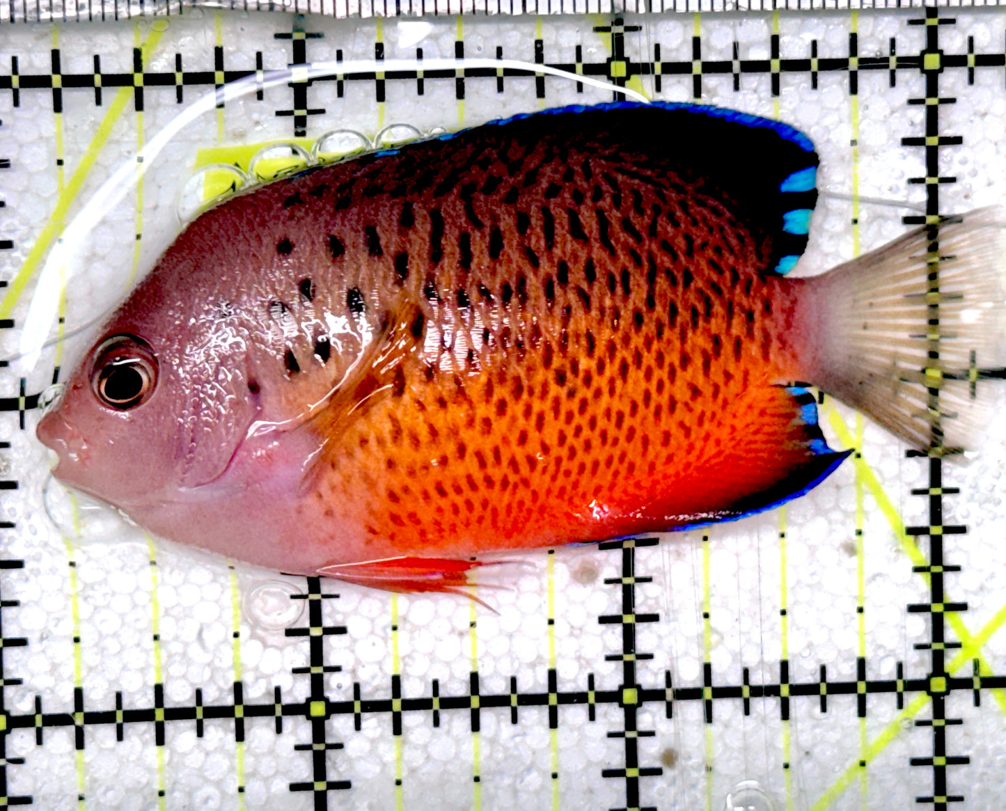 Rusty Angelfish Size RA052401 WYSIWYG : ML 3" approx