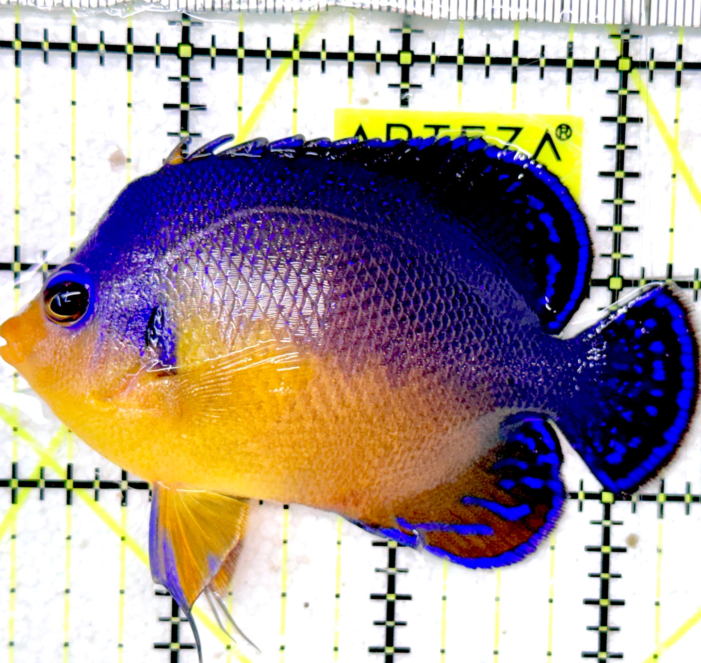 Venustus Angelfish VA052402 WYSIWYG Size: M 3" approx