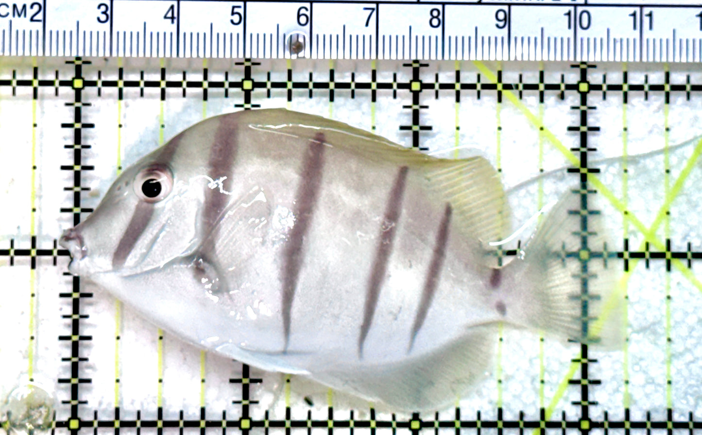 Convict Tang CT071803 WYSIWYG Size: M 2.25" approx