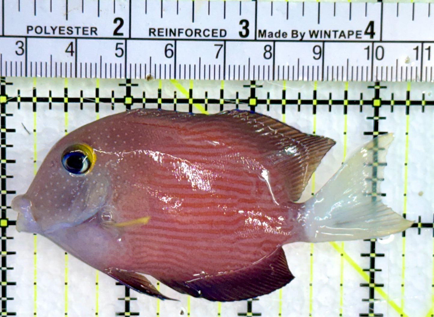 White Tail Yellow Eye Kole Bristletooth Tang WTYT080204 WYSIWYG Size: M 3.25"