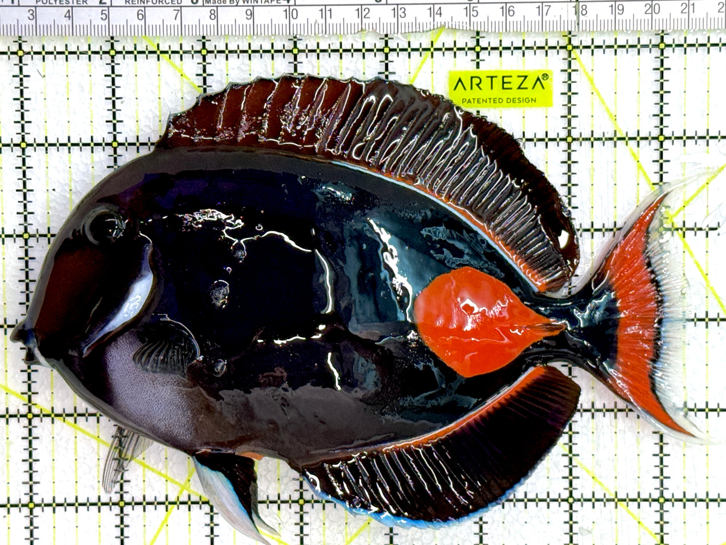 Achilles Tang AT080202 WYSIWYG Size: XXL/Show 7.75"