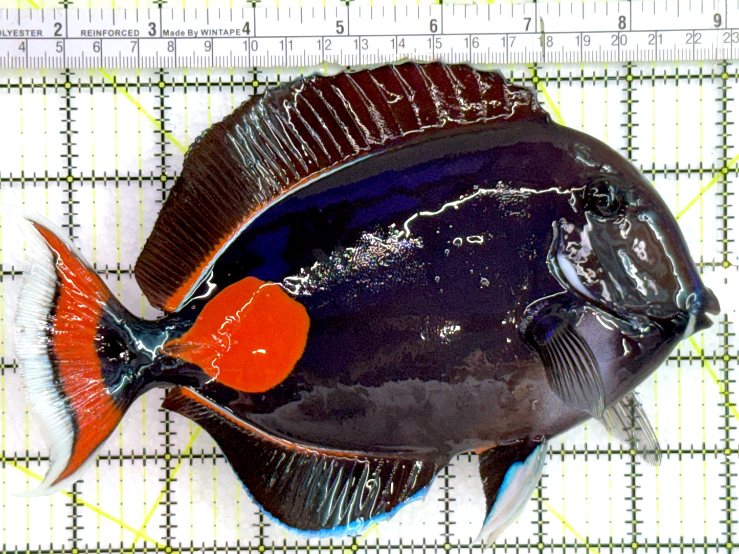 Achilles Tang AT080202 WYSIWYG Size: XXL/Show 7.75"