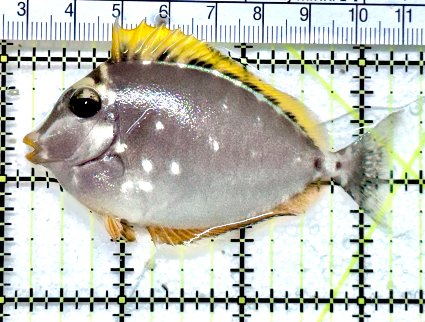 Blonde Naso Tang (Maldives Special Grade) BNT071803 WYSIWYG Size: S 3" approx