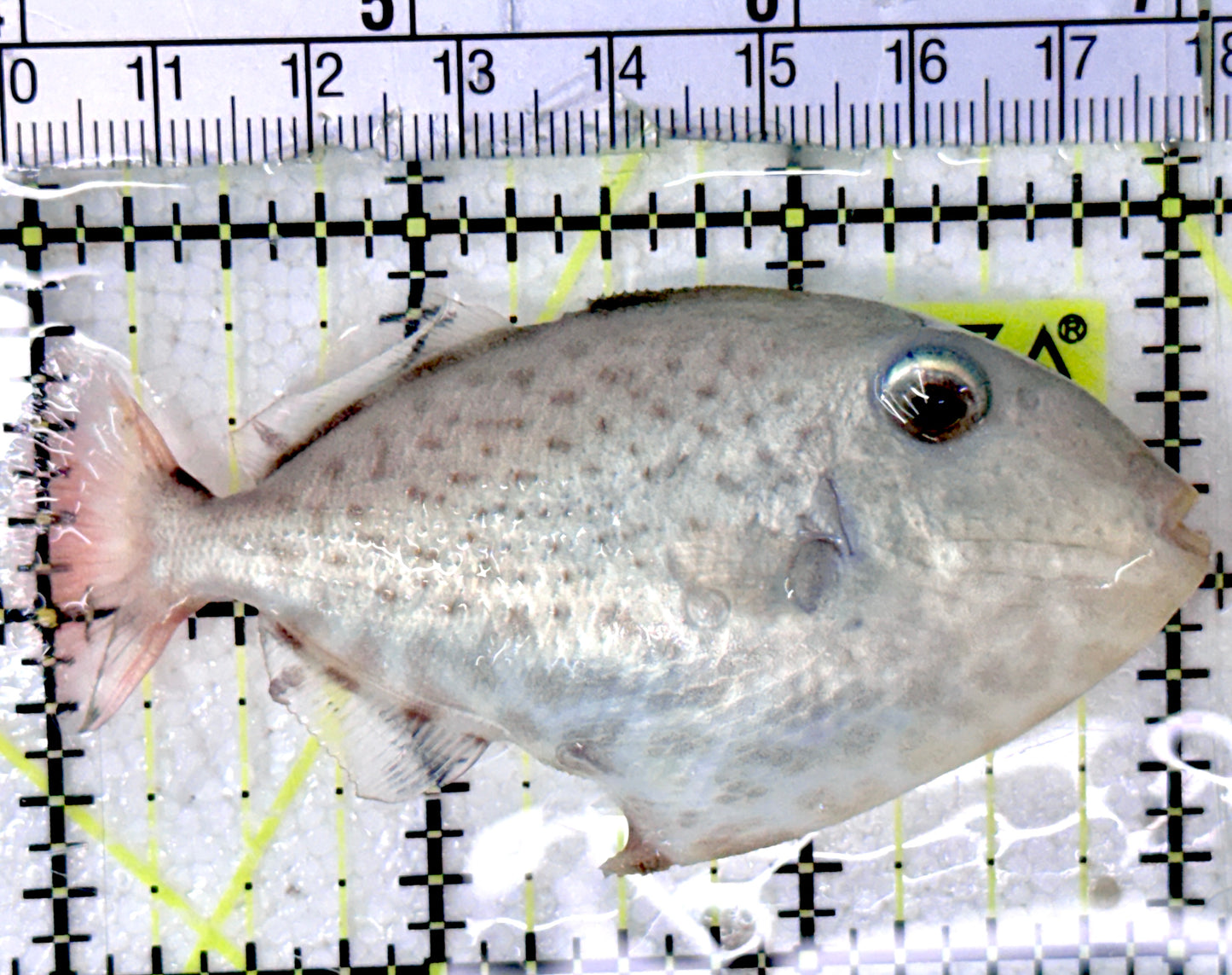 Goldenback Triggerfish GT052401 WYSIWYG Size: M (Juvenile 3") See Note approx