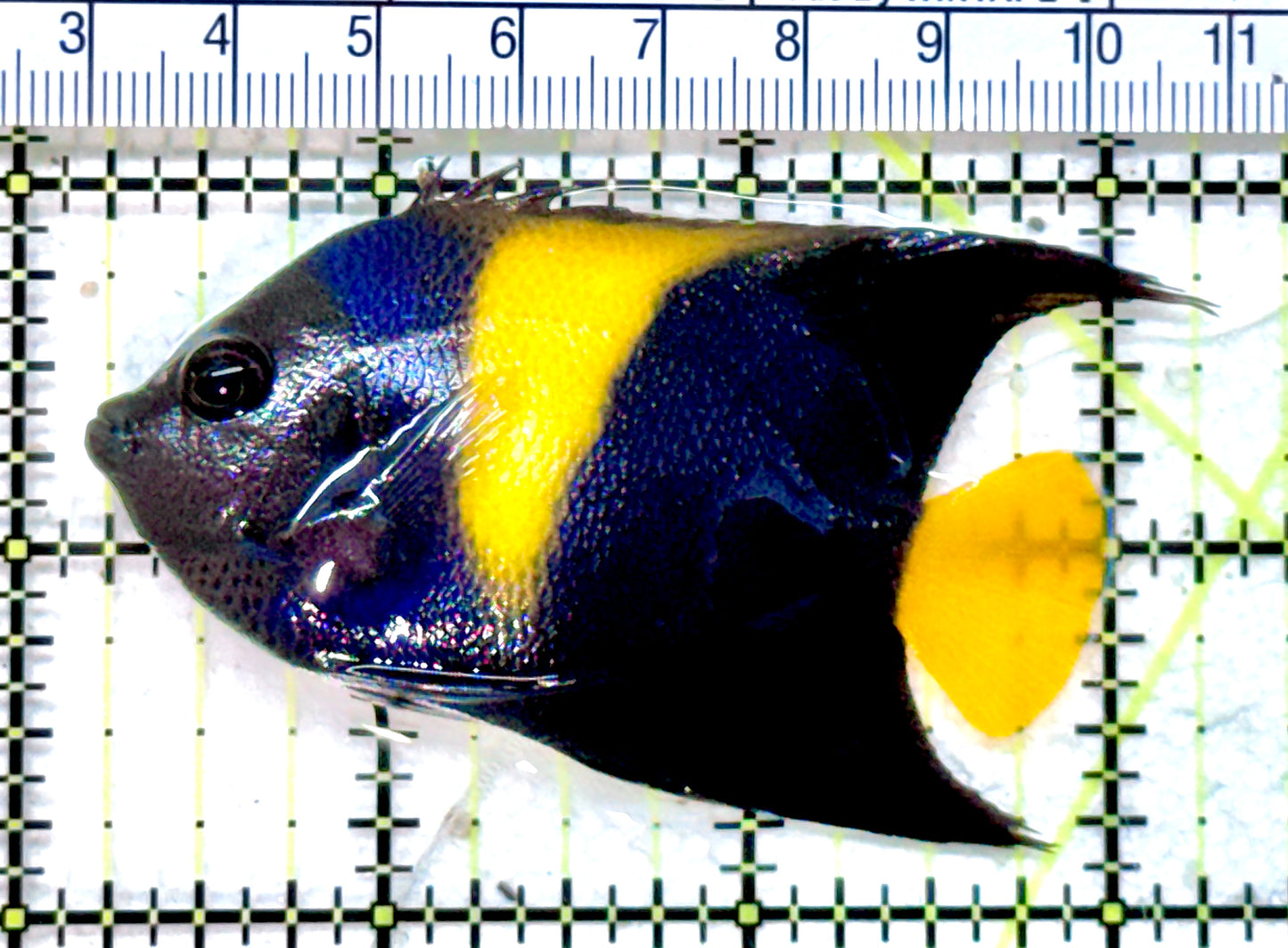 Asfur Angelfish AA071902 WYSIWYG Size M: 3" approx