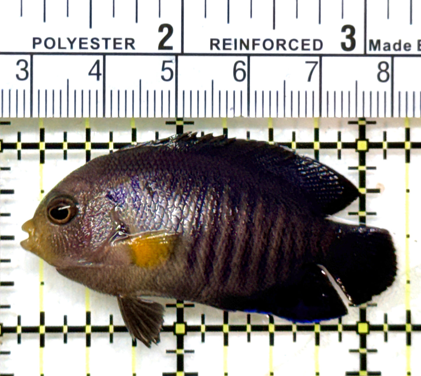 Yellowfin Angelfish YA071901 WYSIWYG Size: S 2" approx