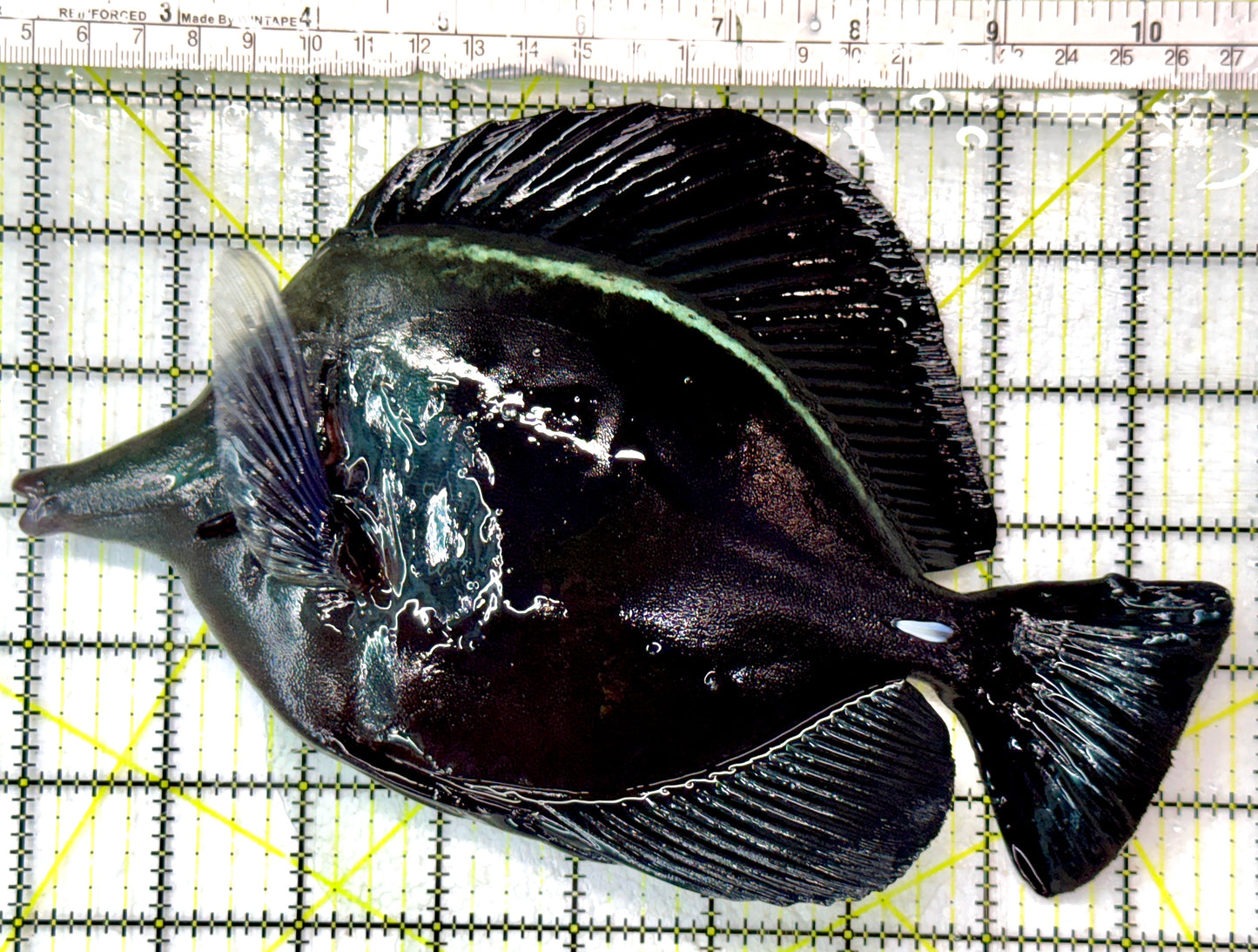 Black Tang BT062901 WYSIWYG Size: XXL show 8.75”