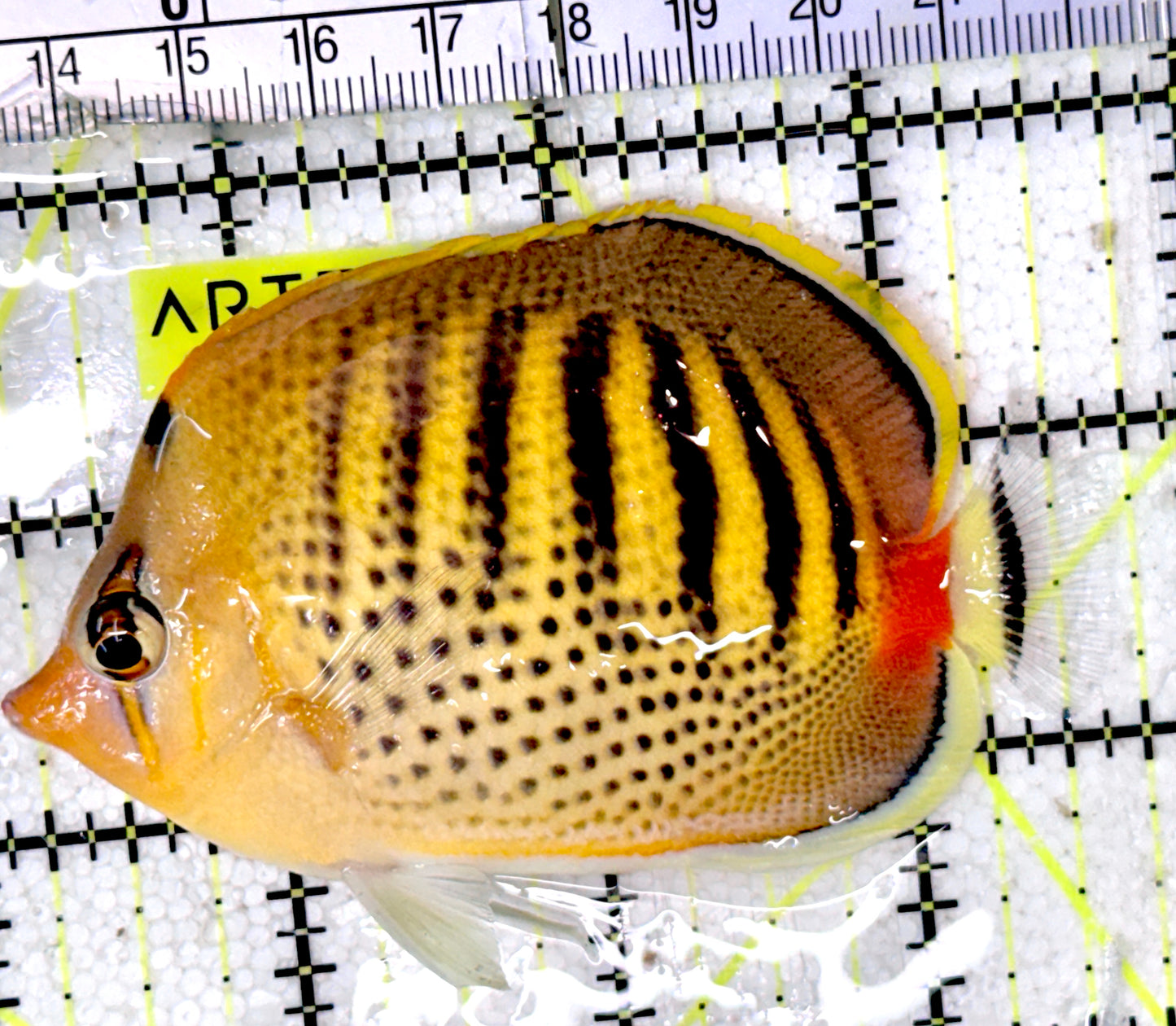 Punctato Butterflyfish PB052401 WYSIWYG Size: L 3.75"approx